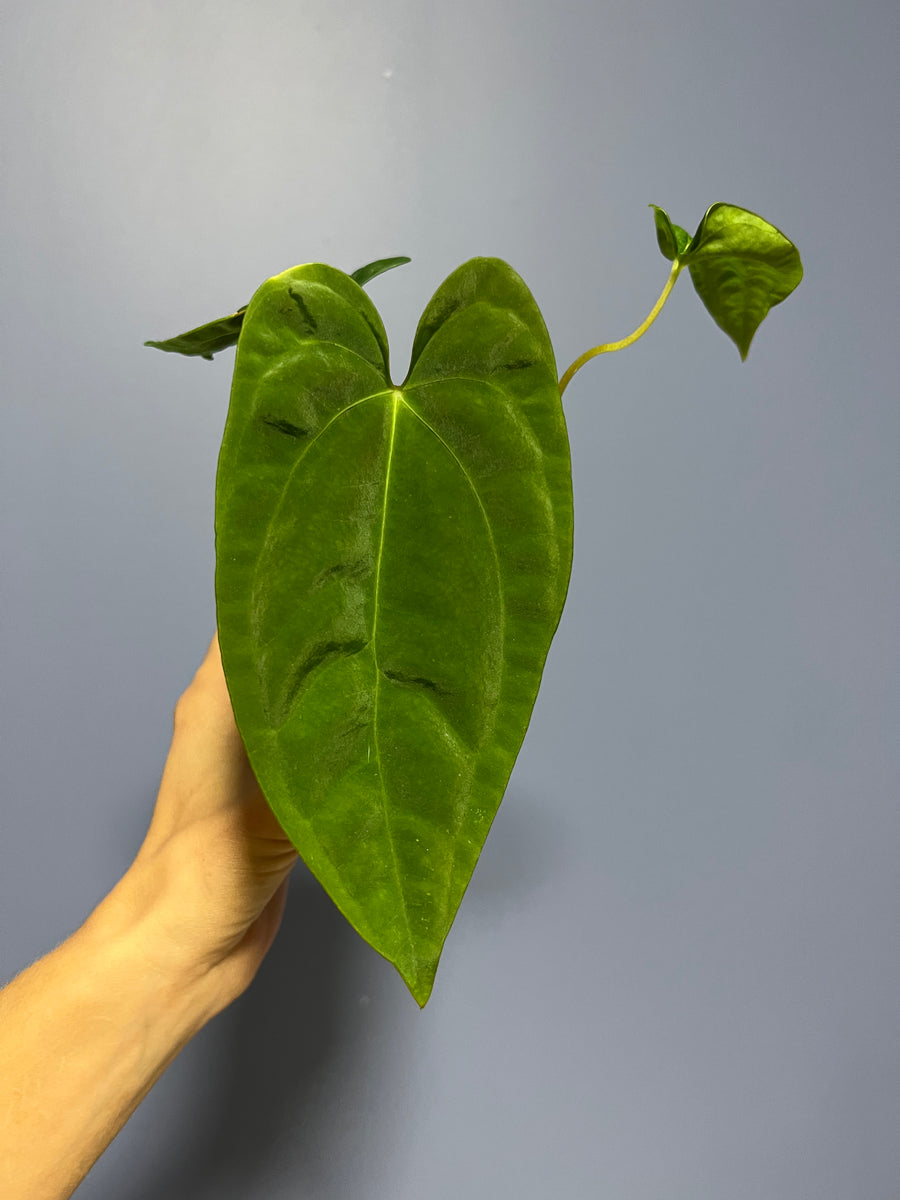 Anthurium Papillilaminum RA17 x RA6 – Lauderdale Aroid House