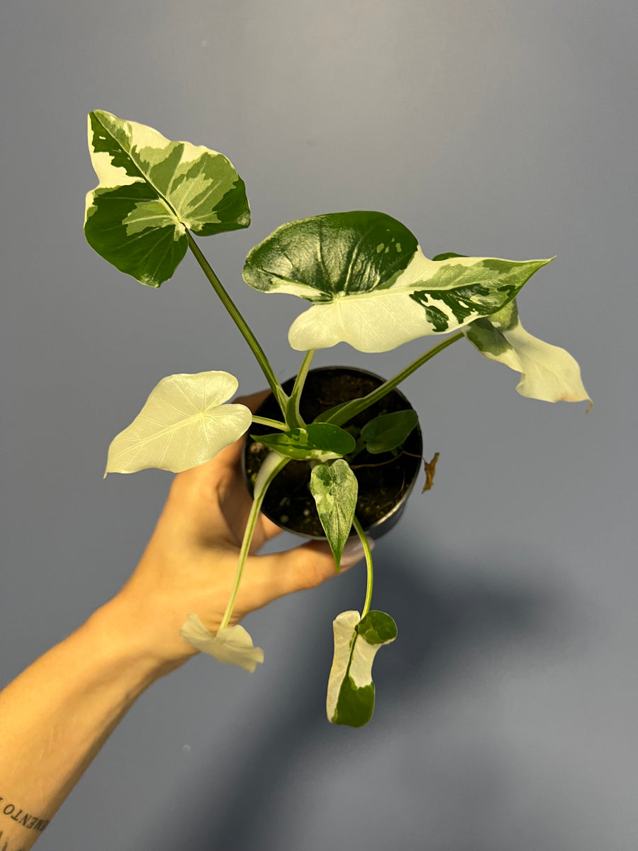 て様　 ACKAアイボリー IMG_3131_1200x1200.jpg?v=