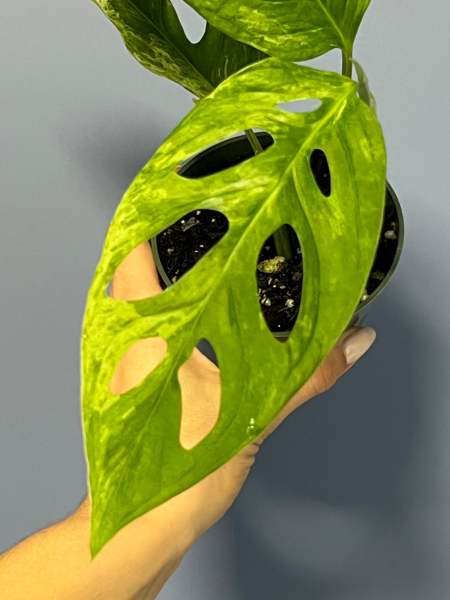 monstera adansonii variegata mint Monstera Adansonii Mint Variegated – Lauderdale Aroid House
