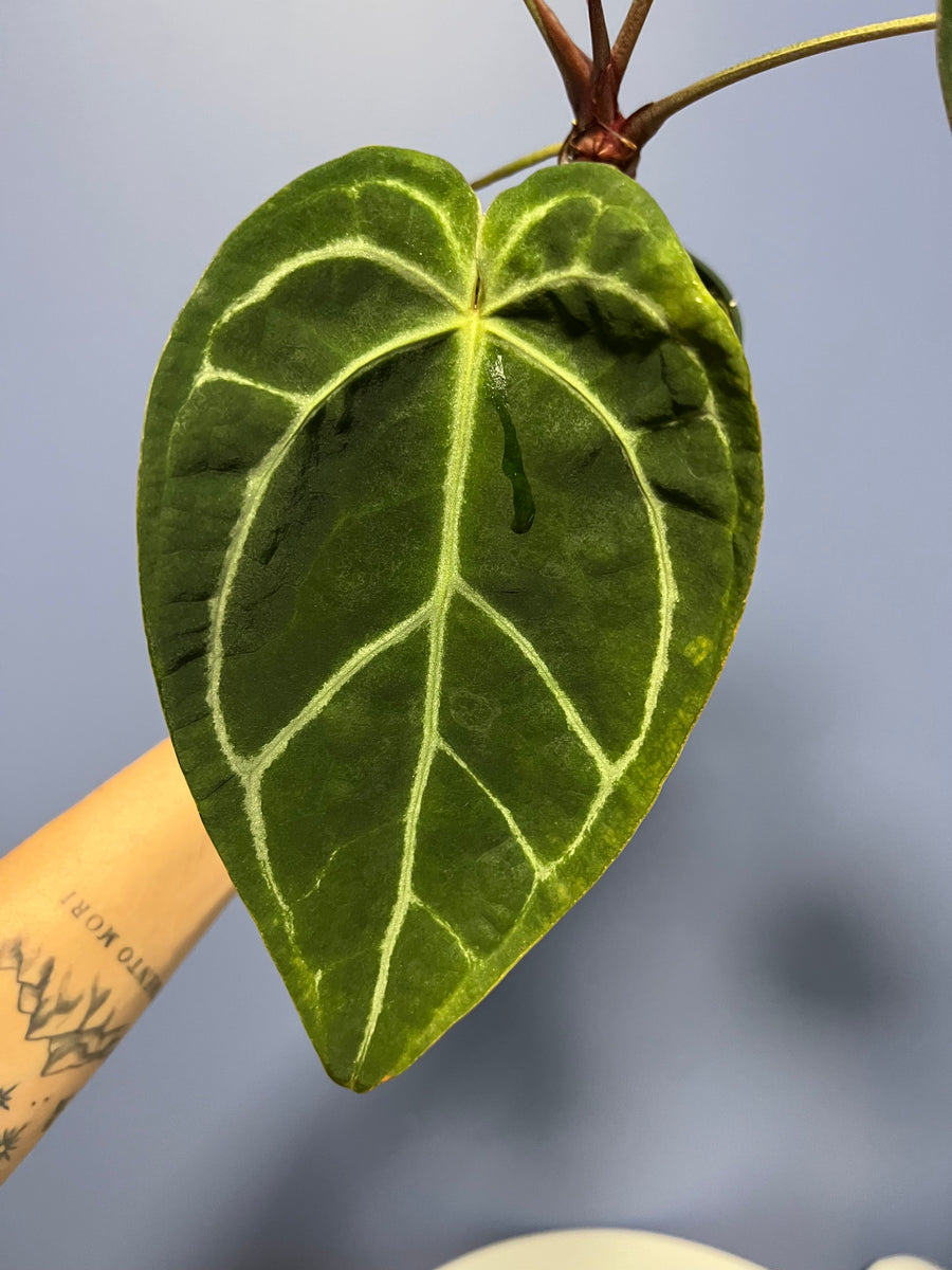 Anthurium Doc Block's SKG Grey x Crystal Mag – Lauderdale Aroid House