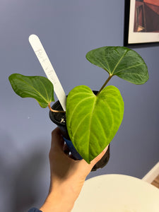 Anthurium Portillae RA x Kunayalense RA