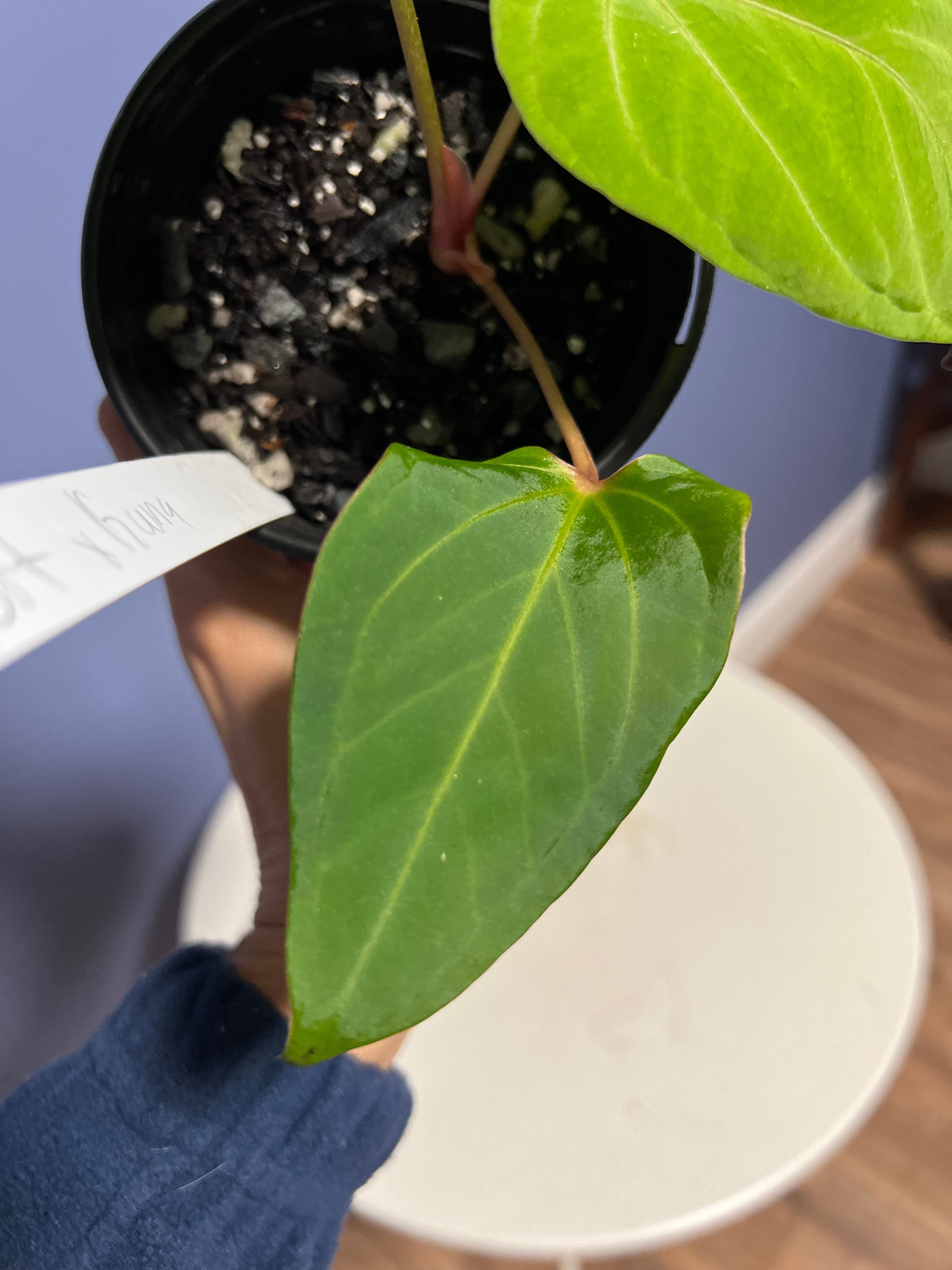 Anthurium Portillae RA x Kunayalense RA