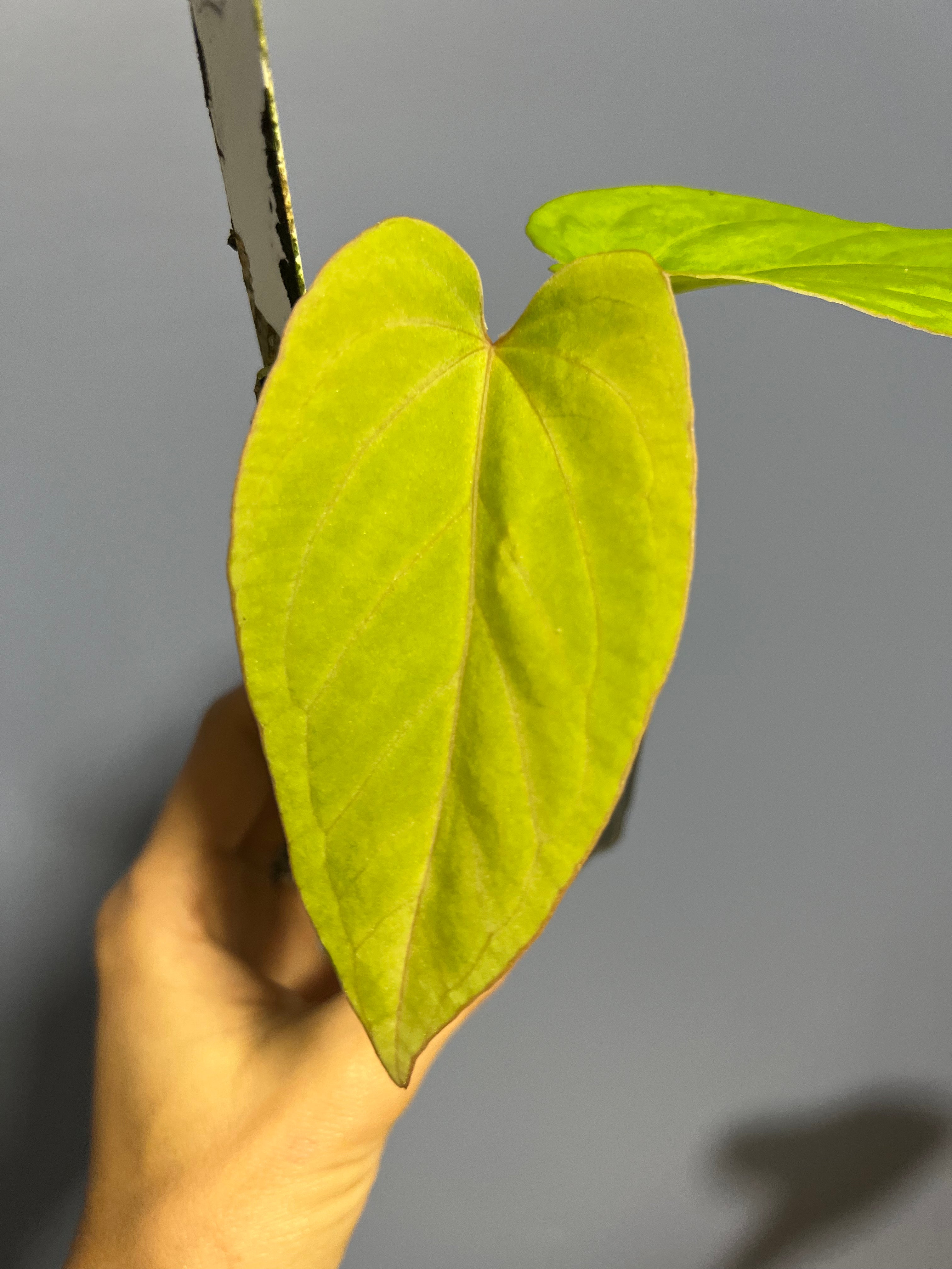 Anthuirum Kunayalense Ra x Kunayalense Ra