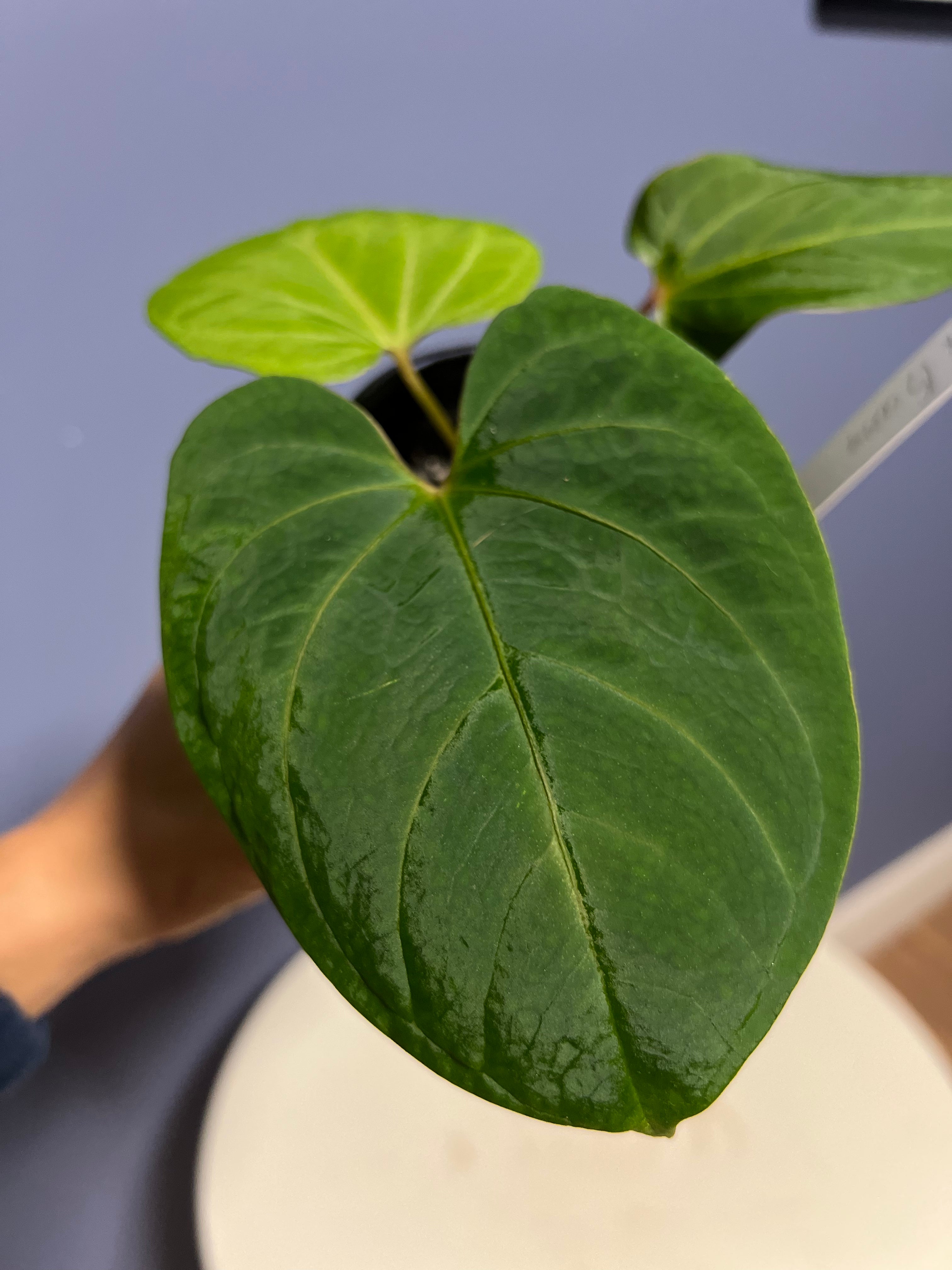Anthurium Portillae RA x Kunayalense RA