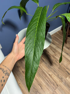 anthurium pseudospectabile Anthurium Pseudospectabile Showpiece XXL – Lauderdale Aroid House