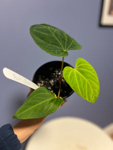 Anthurium Portillae RA x Kunayalense RA
