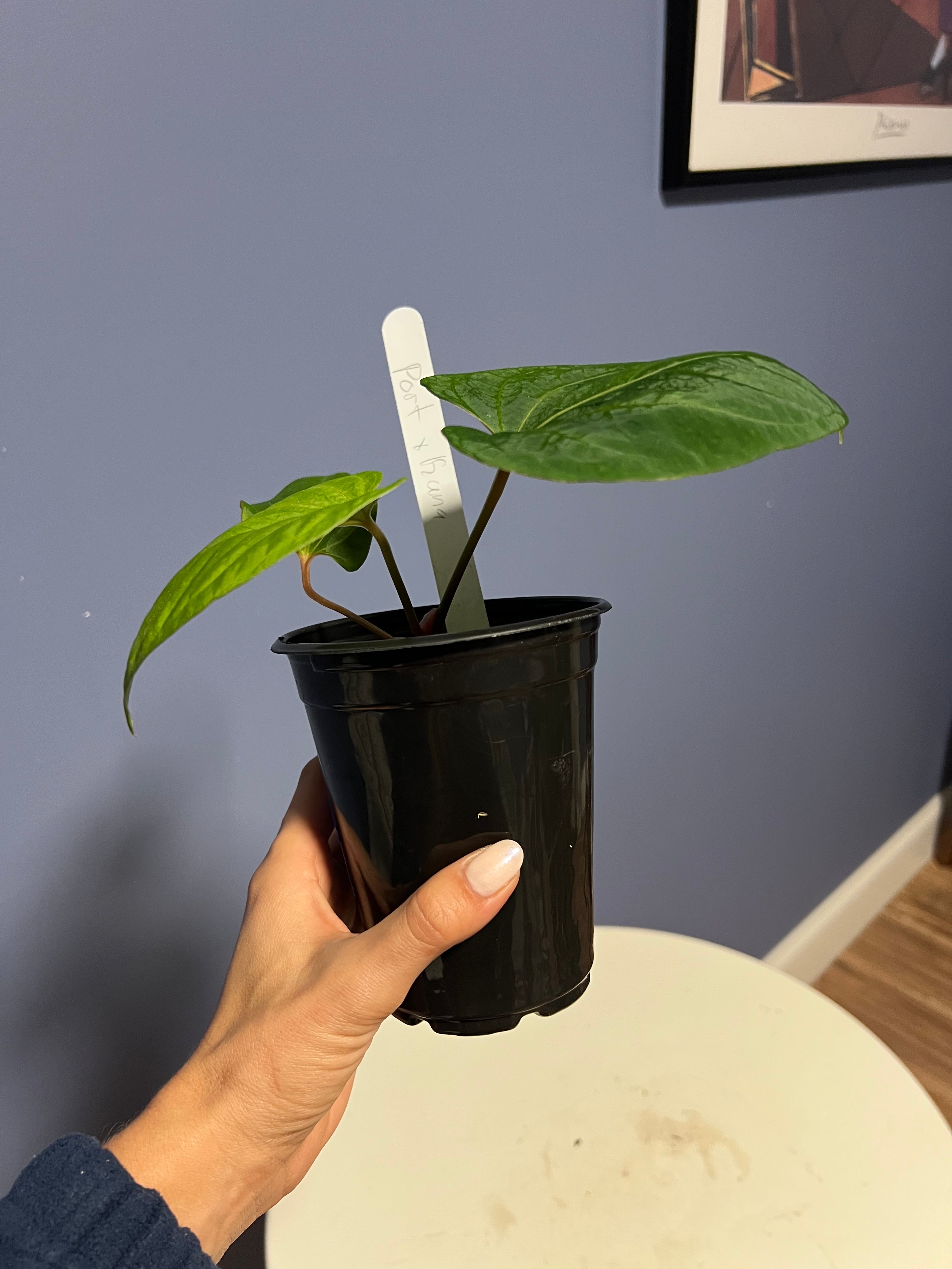 Anthurium Portillae RA x Kunayalense RA