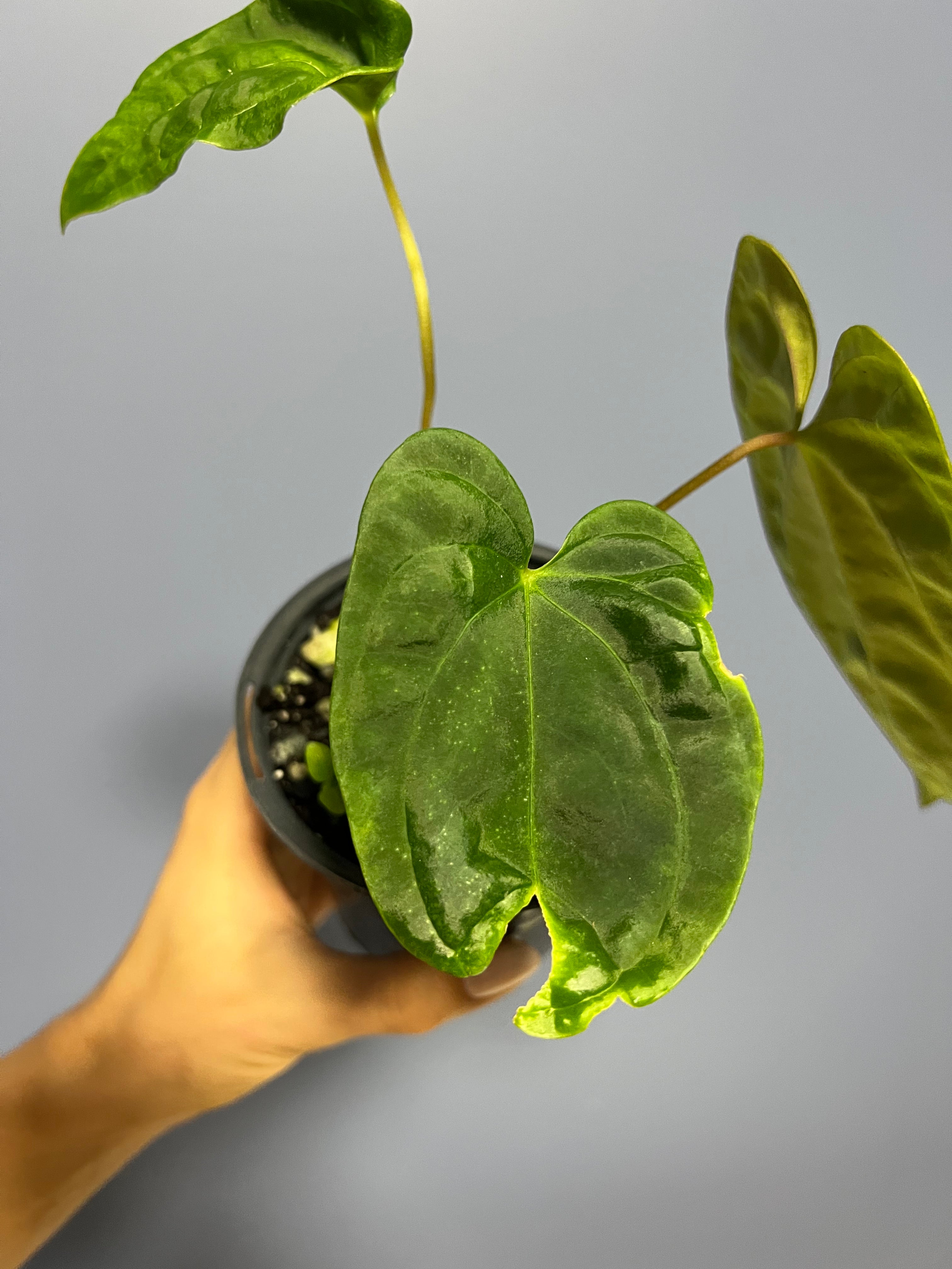 Anthurium Papillilaminum RA17 x RA6