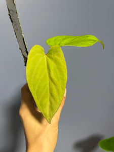 Anthuirum Kunayalense Ra x Kunayalense Ra