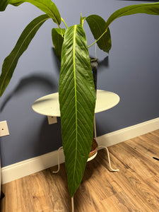 anthurium pseudospectabile Anthurium Pseudospectabile Showpiece XXL – Lauderdale Aroid House