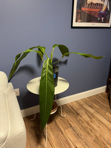 anthurium pseudospectabile care Anthurium Pseudospectabile Showpiece XXL – Lauderdale Aroid House