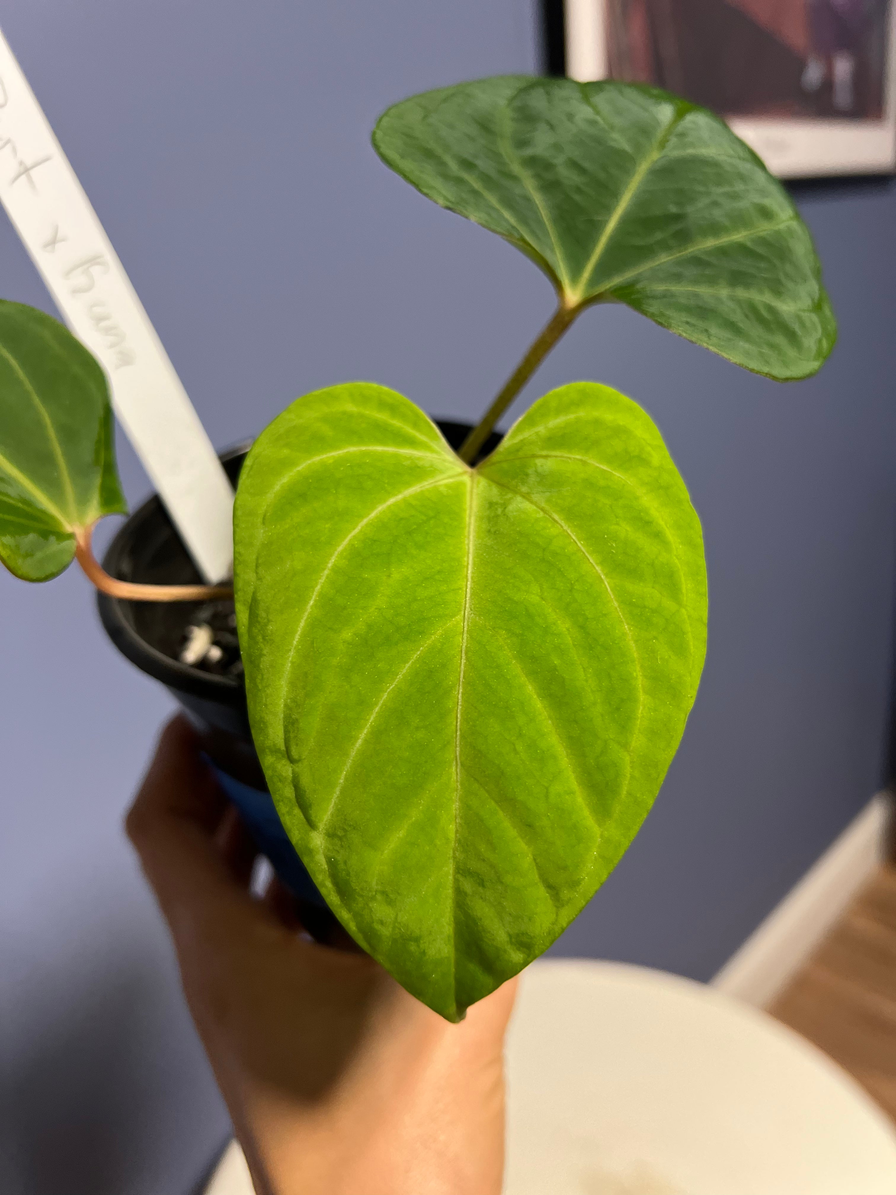 Anthurium Portillae RA x Kunayalense RA