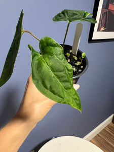 Anthurium Papillilaminum RA17 x RA6