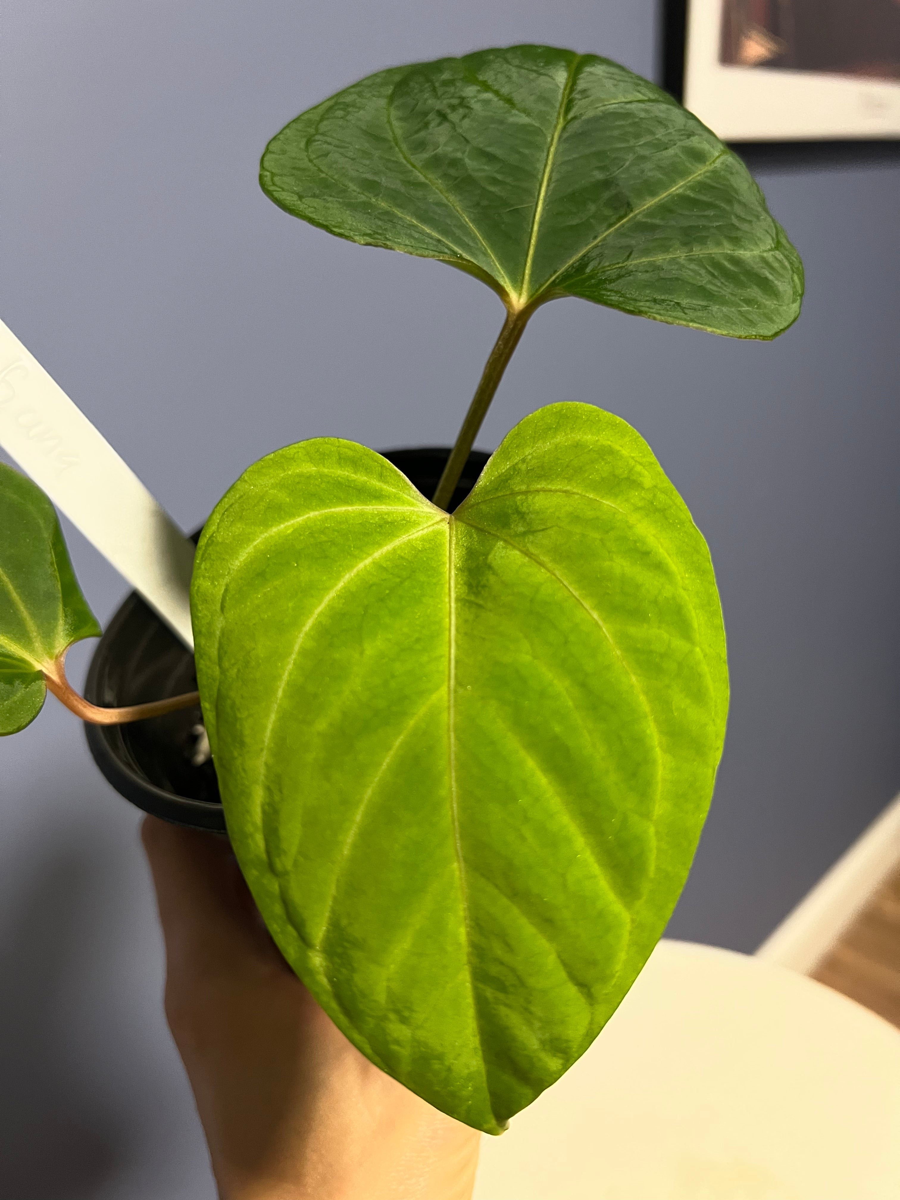 Anthurium Portillae RA x Kunayalense RA