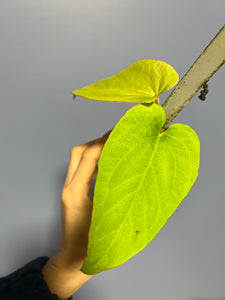 Anthuirum Kunayalense Ra x Kunayalense Ra
