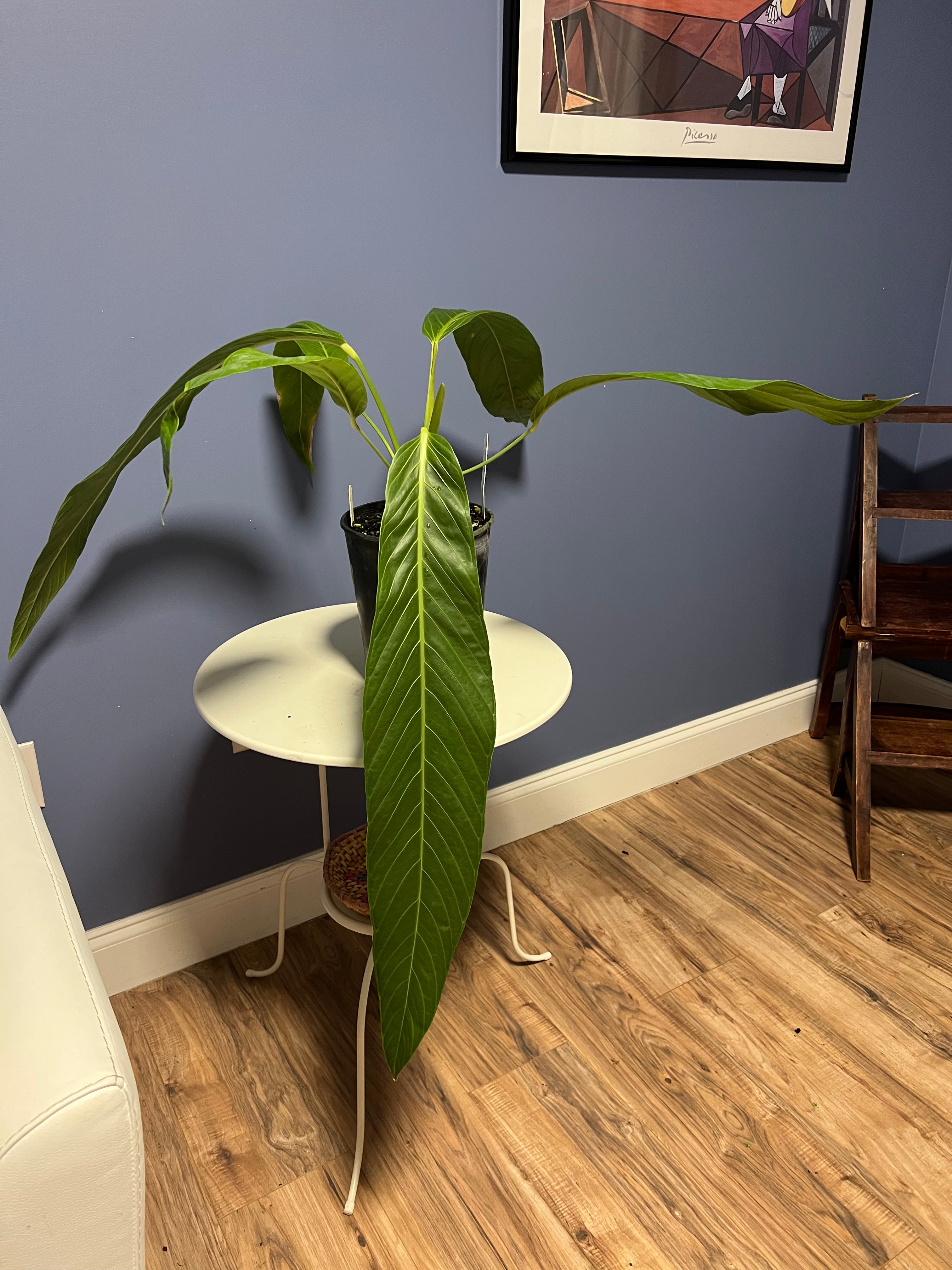 anthurium pseudospectabile care Anthurium Pseudospectabile Showpiece XXL – Lauderdale Aroid House