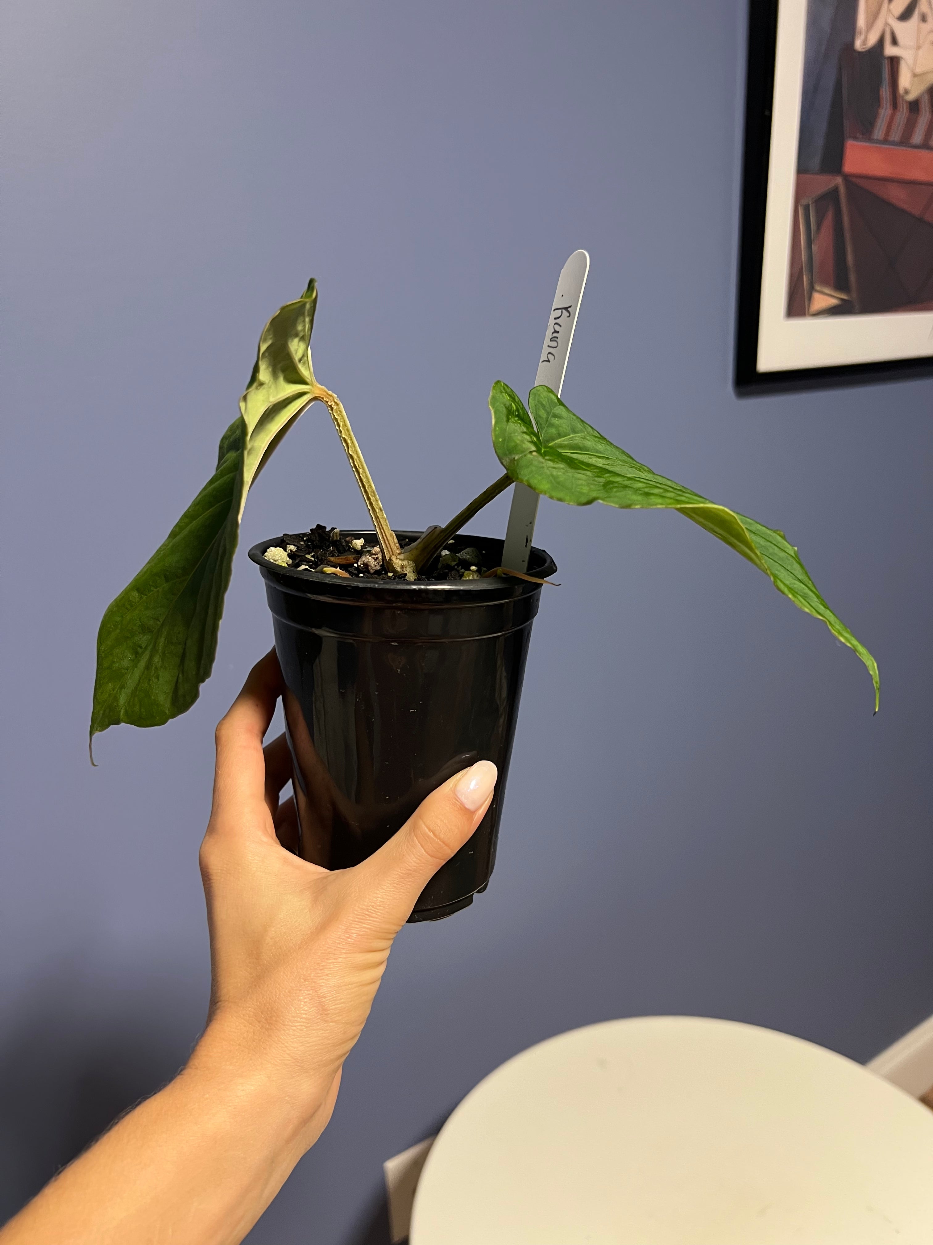 anthurium kunayalense Anthurium Kunayalense RA x Kunayalense RA – Lauderdale Aroid House