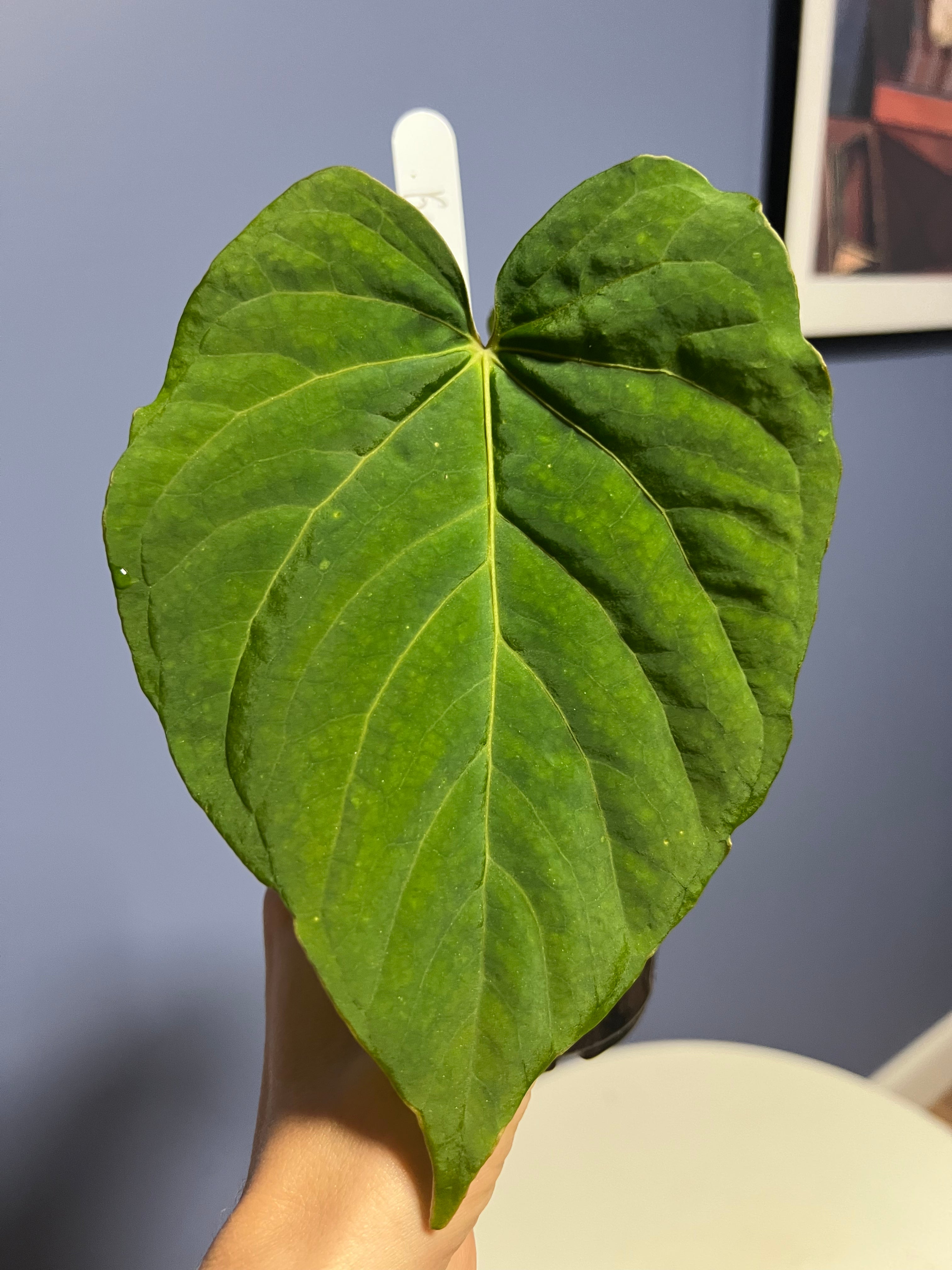 Anthurium Kunayalense RA x Kunayalense RA