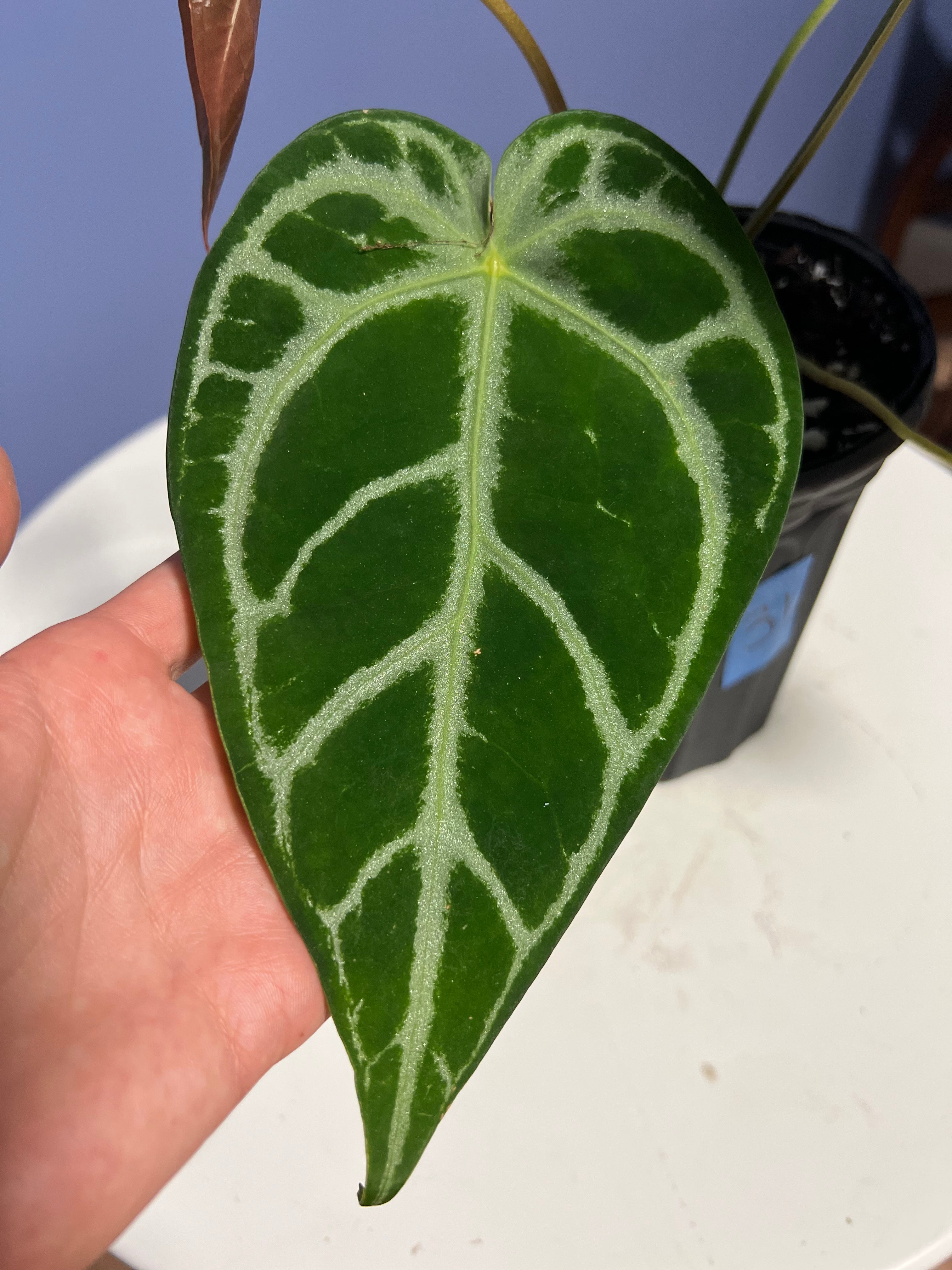 anthurium silver arrow Anthurium SKG Silver x Crystal Mag – Lauderdale Aroid House