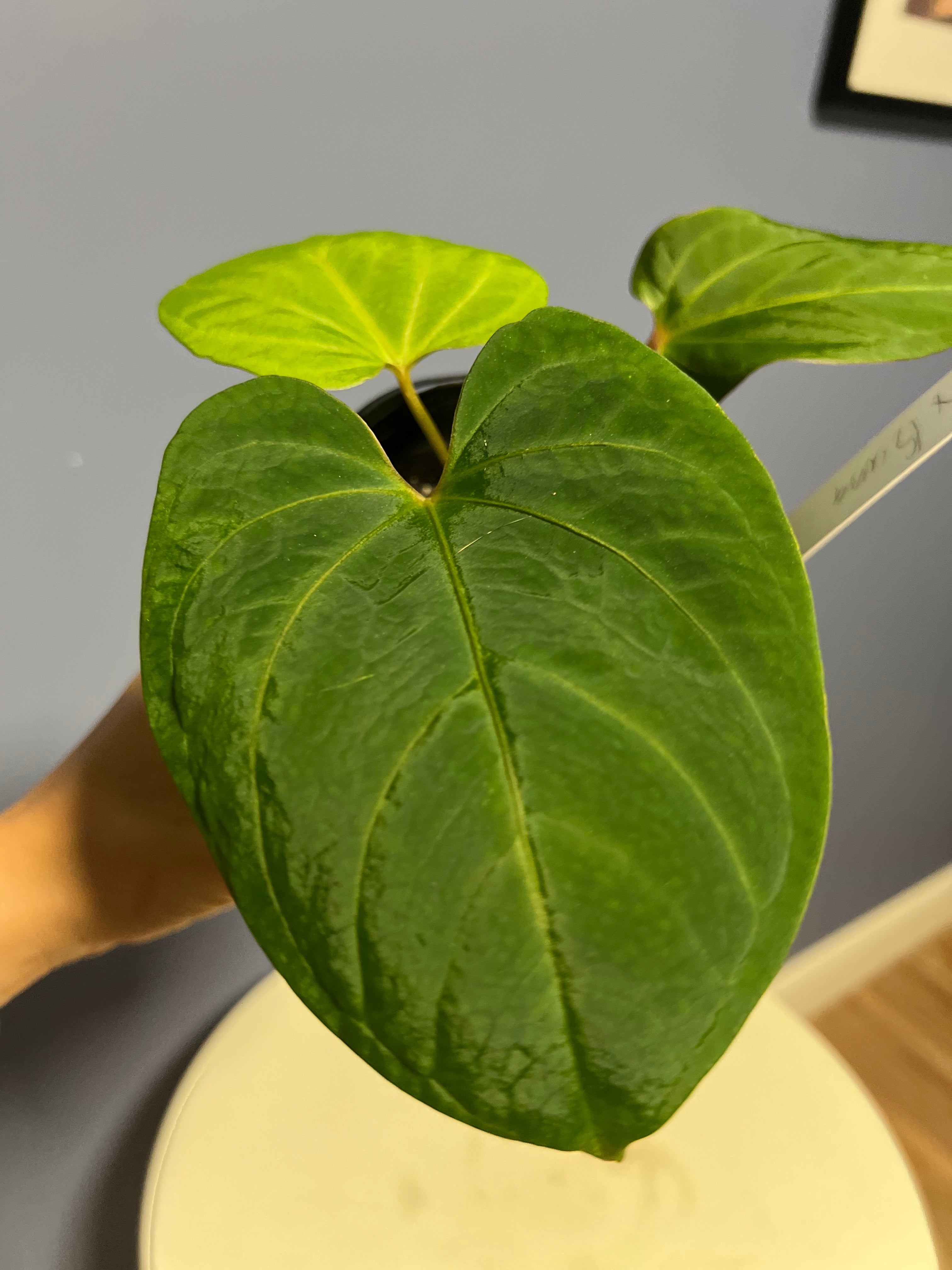 Anthurium Portillae RA x Kunayalense RA