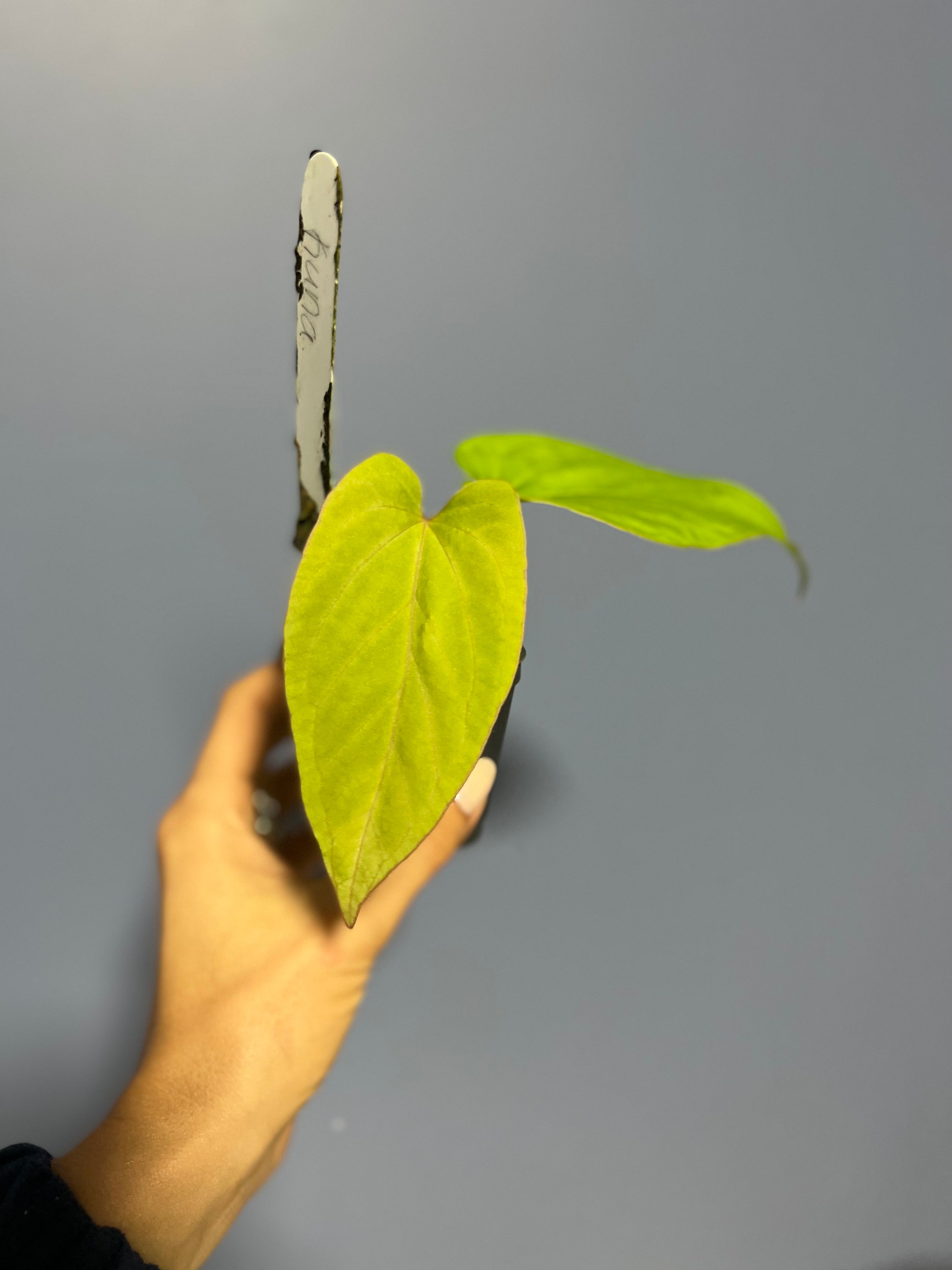 Anthuirum Kunayalense Ra x Kunayalense Ra