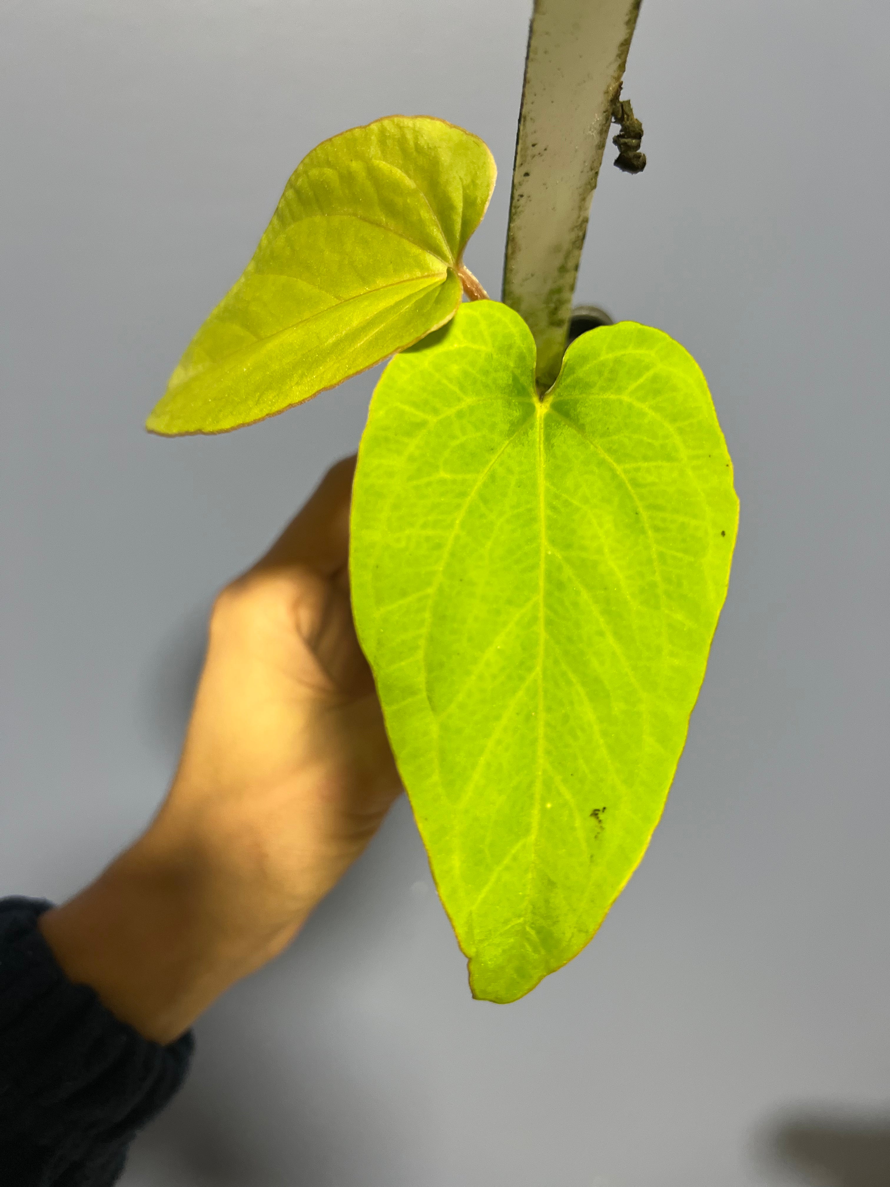 Anthuirum Kunayalense Ra x Kunayalense Ra