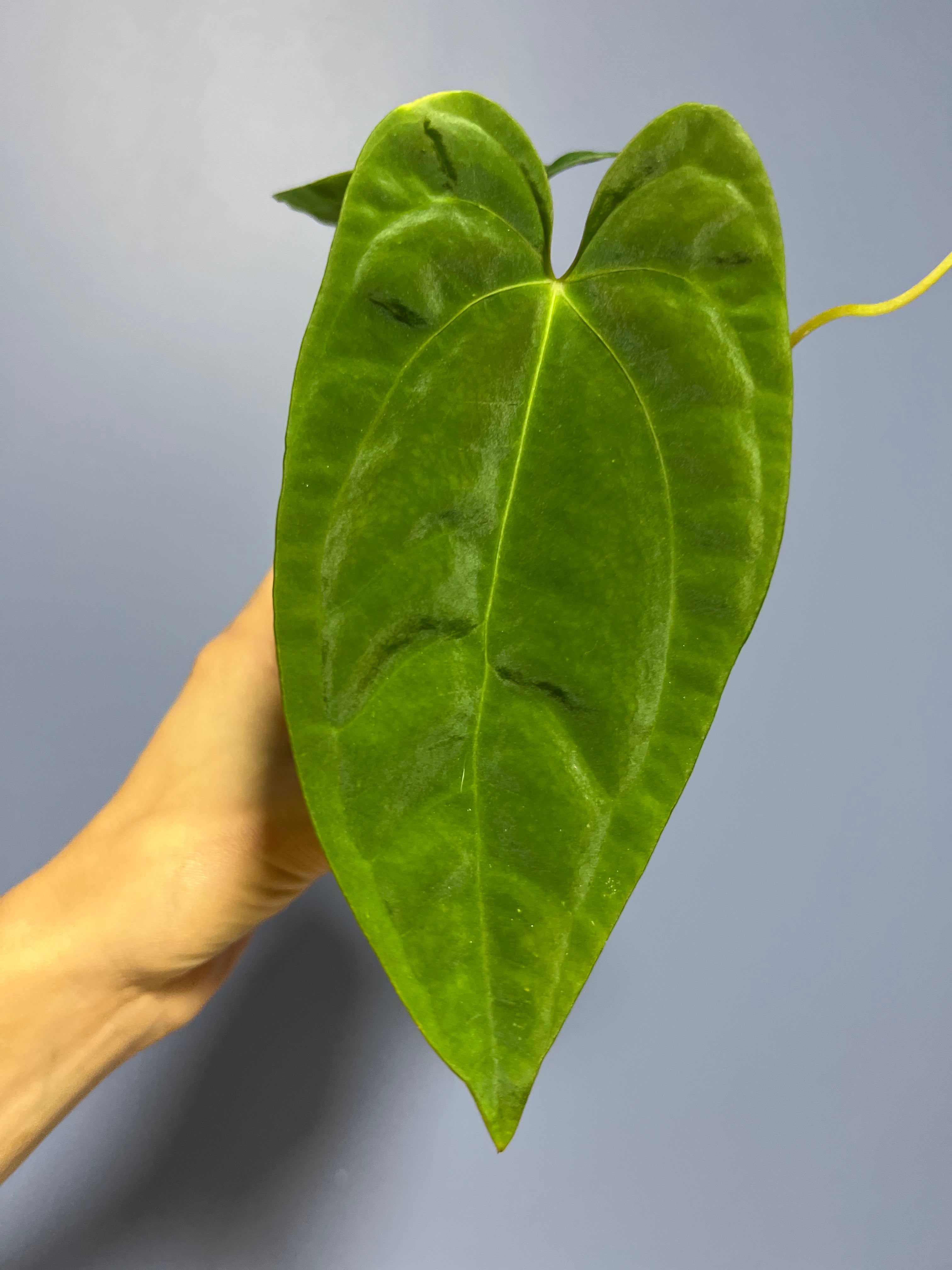 Anthurium Papillilaminum RA17 x RA6