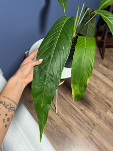 anthurium pseudospectabile Anthurium Pseudospectabile Showpiece XXL – Lauderdale Aroid House