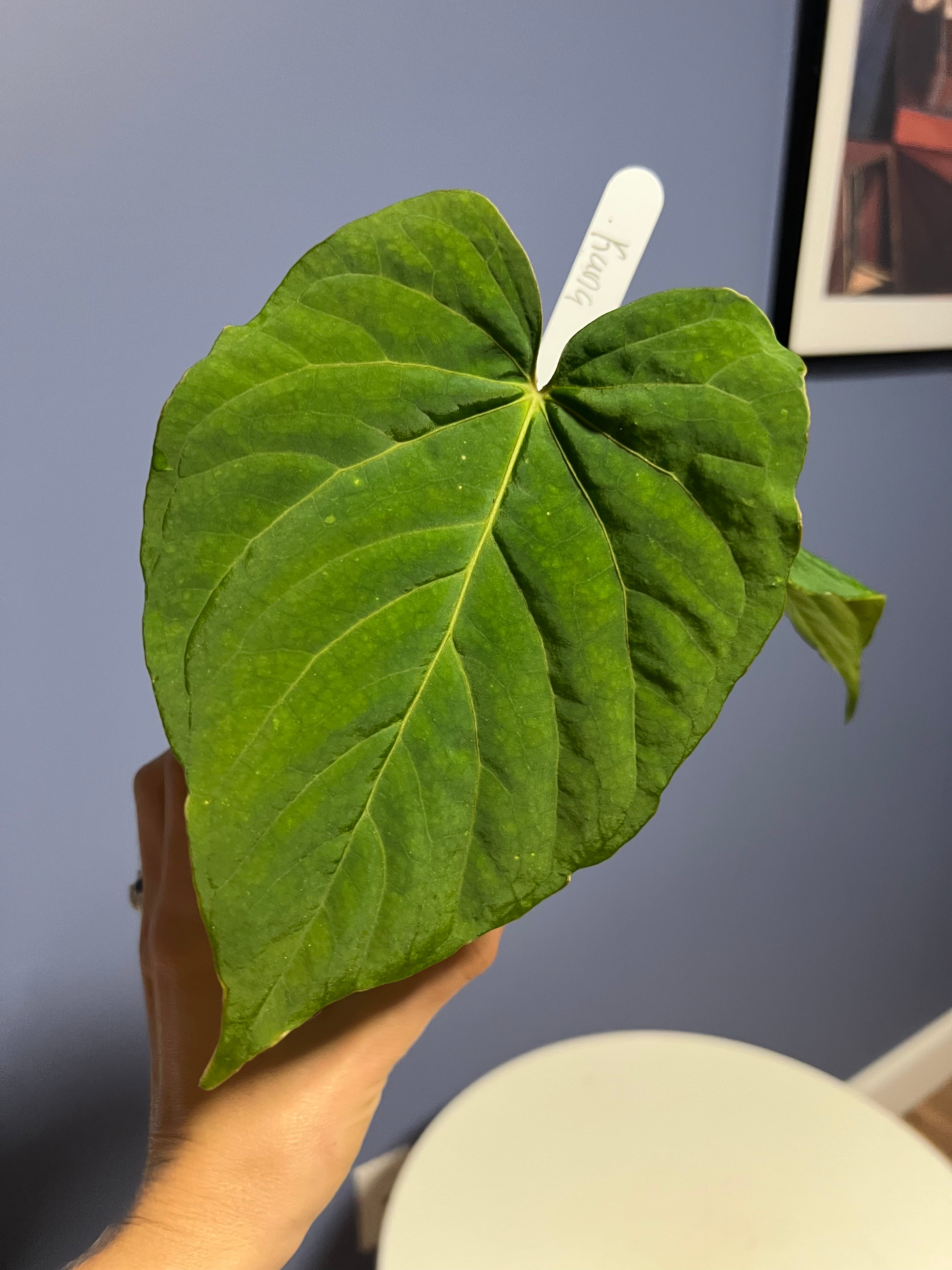 Anthurium Kunayalense RA x Kunayalense RA