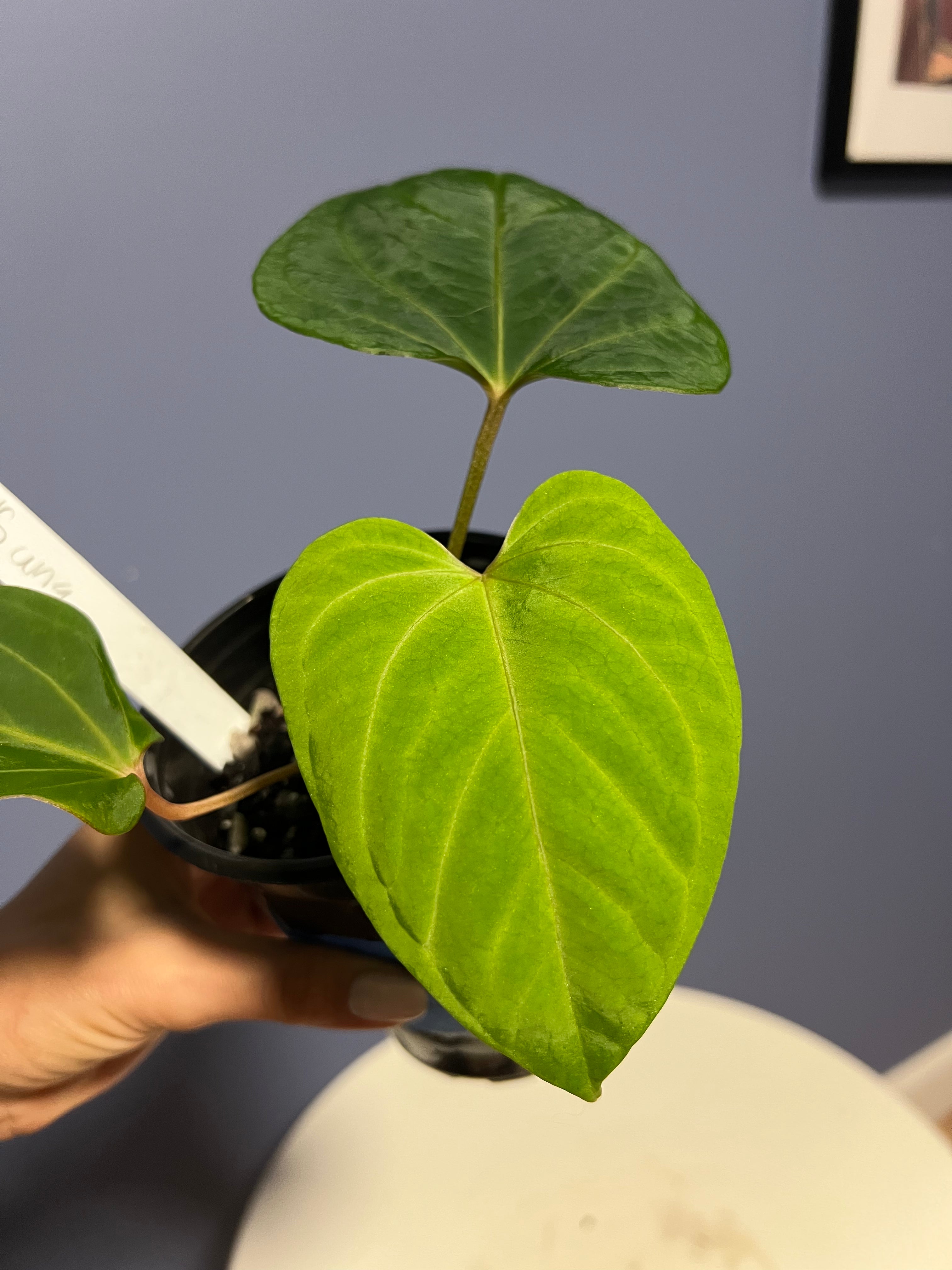 Anthurium Portillae RA x Kunayalense RA