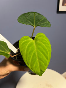 Anthurium Portillae RA x Kunayalense RA
