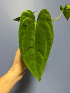 Anthurium Papillilaminum RA17 x RA6