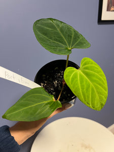 Anthurium Portillae RA x Kunayalense RA