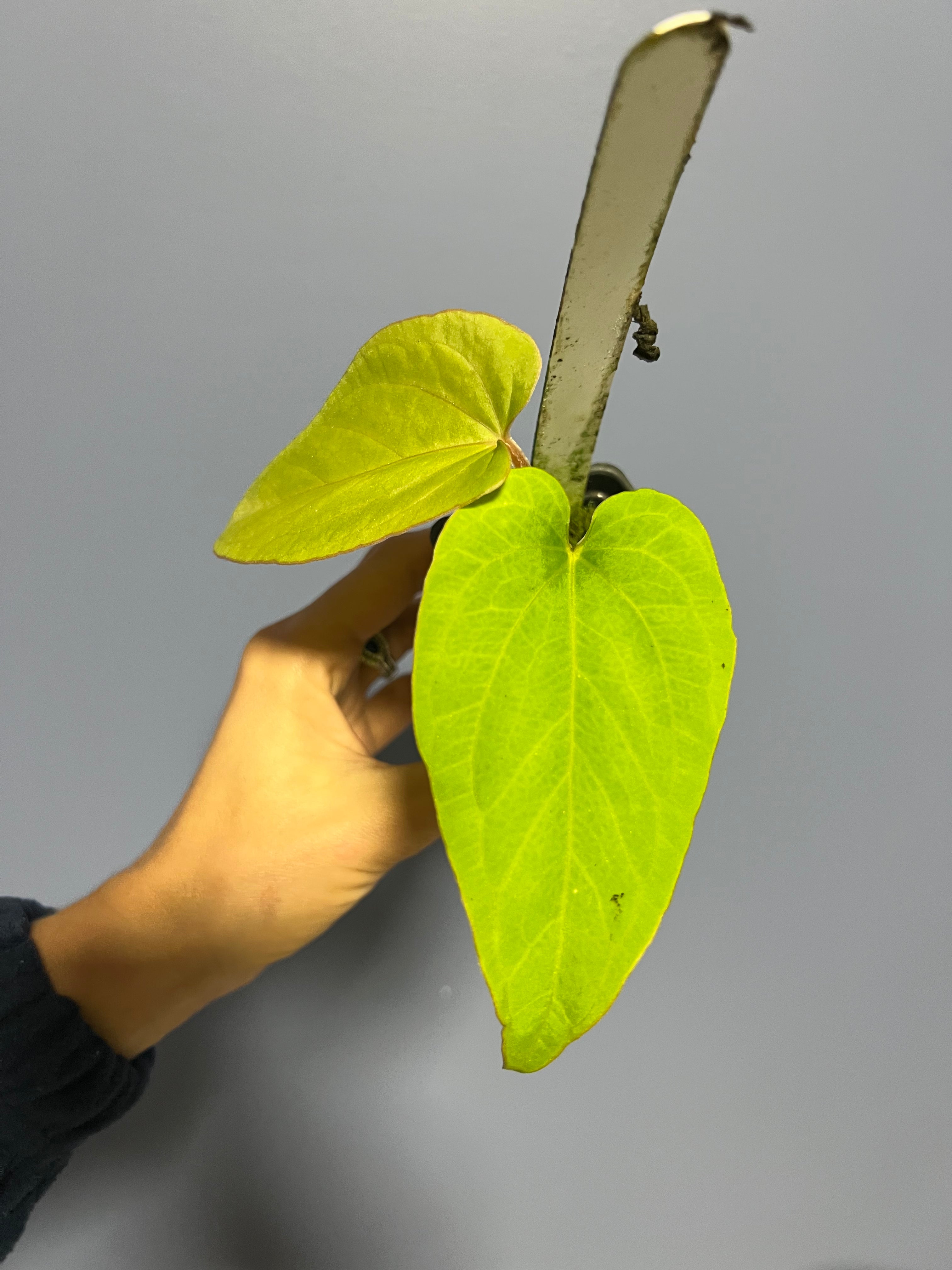 Anthuirum Kunayalense Ra x Kunayalense Ra