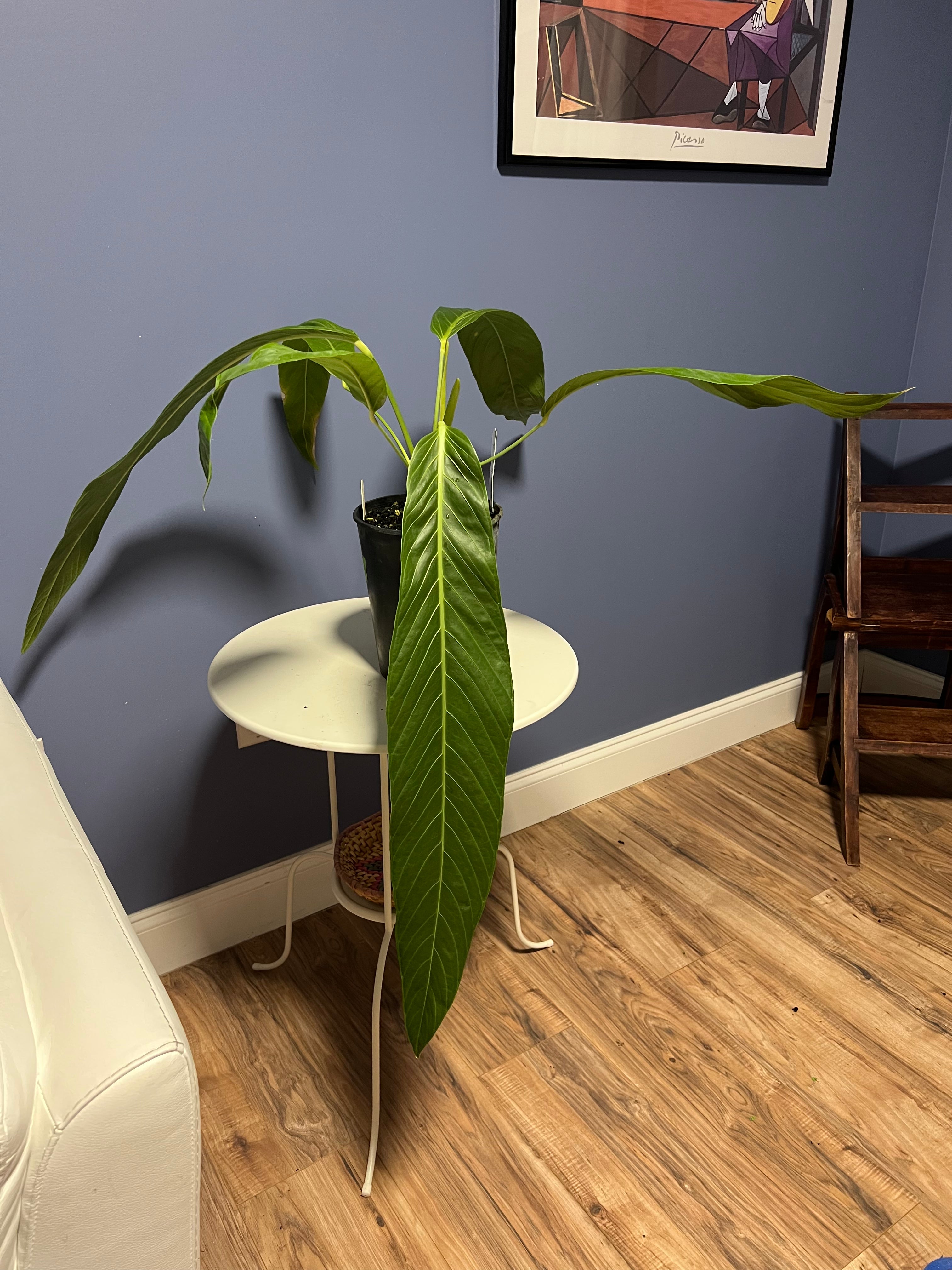 anthurium pseudo spectabile Anthurium Pseudospectabile Showpiece XXL – Lauderdale Aroid House
