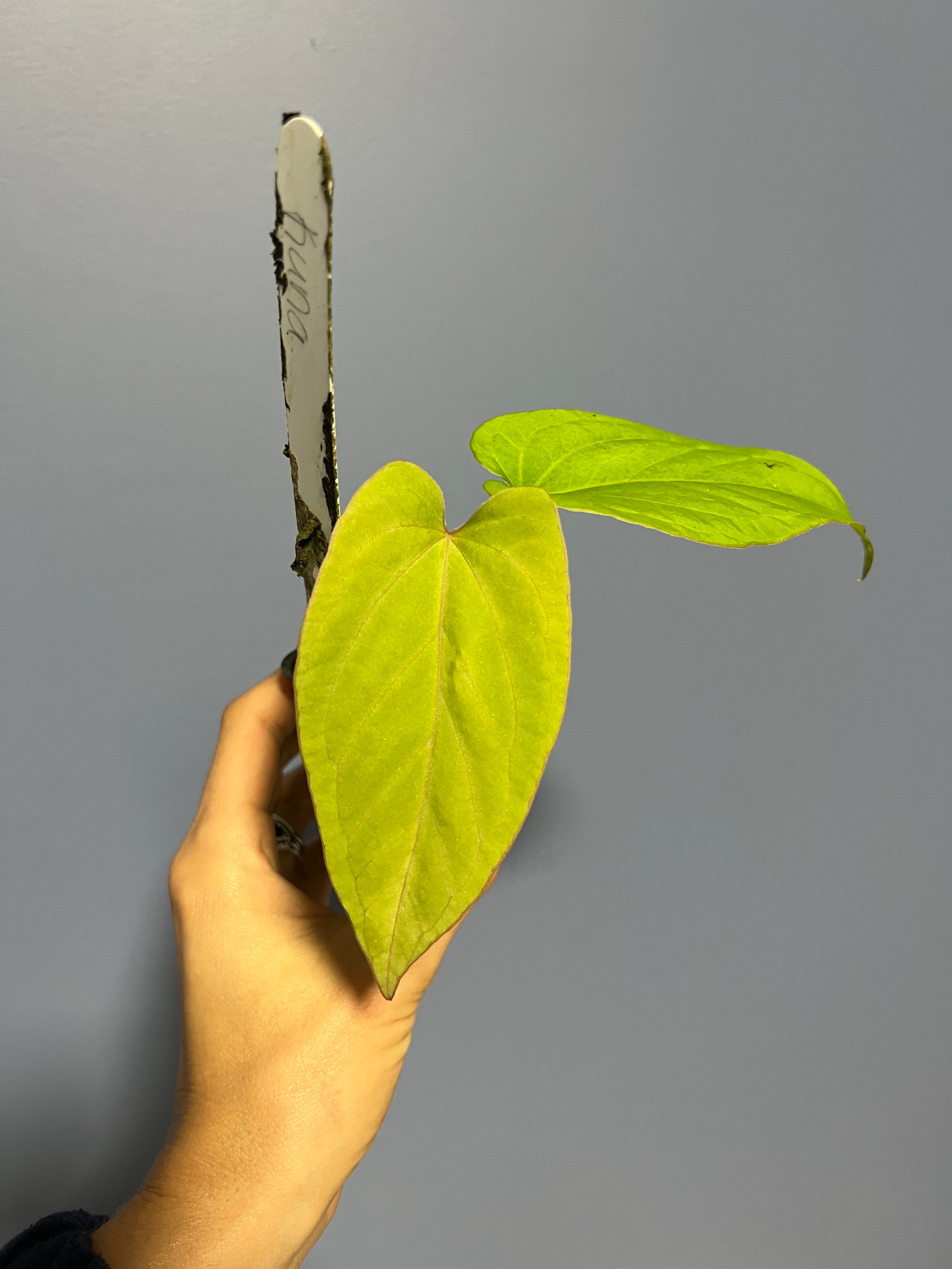 Anthuirum Kunayalense Ra x Kunayalense Ra
