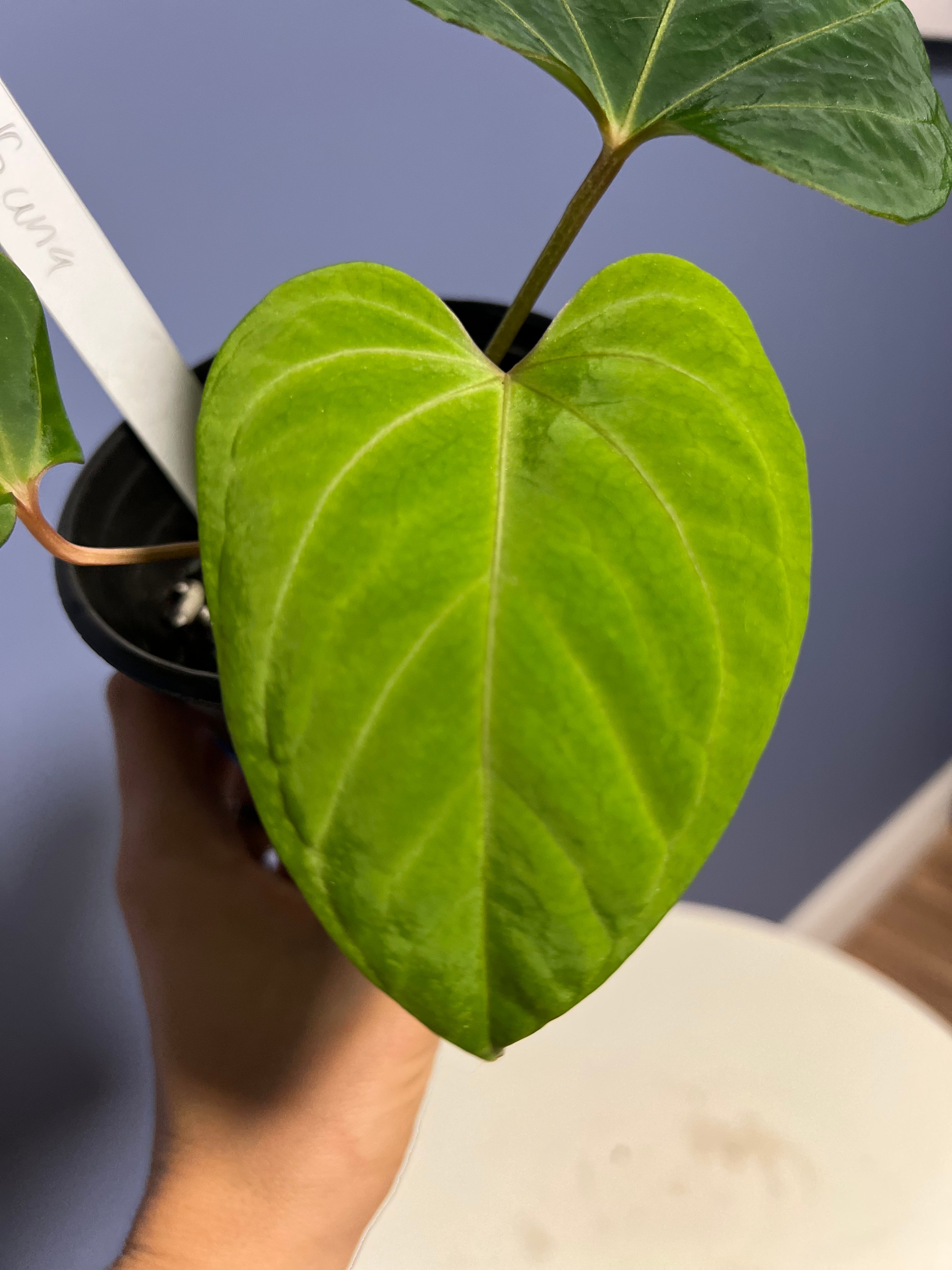 anthurium portillae Anthurium Portillae RA x Kunayalense RA – Lauderdale Aroid House