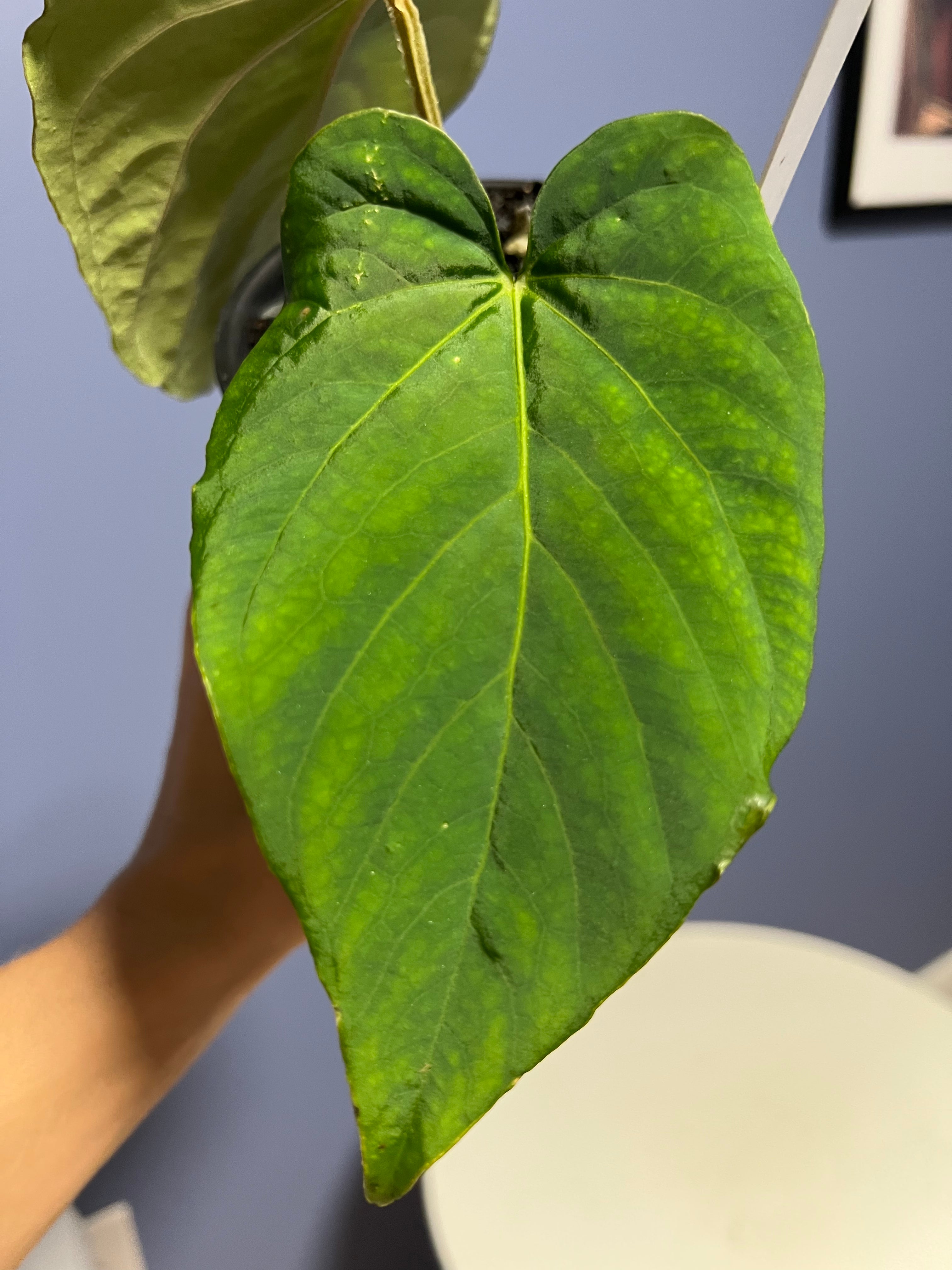 Anthurium Kunayalense RA x Kunayalense RA