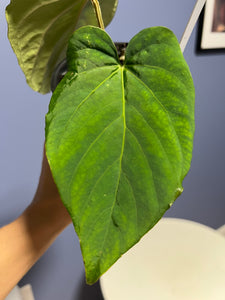 Anthurium Kunayalense RA x Kunayalense RA