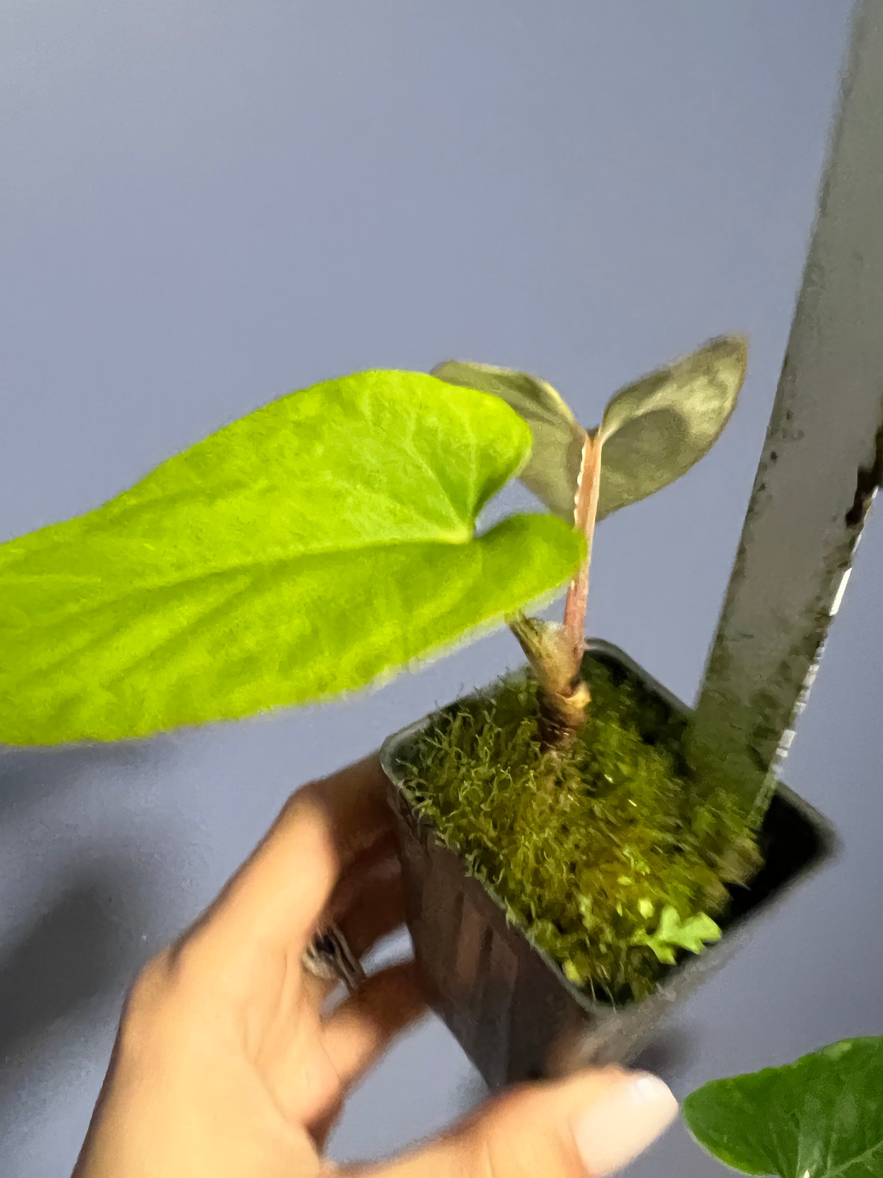 Anthuirum Kunayalense Ra x Kunayalense Ra