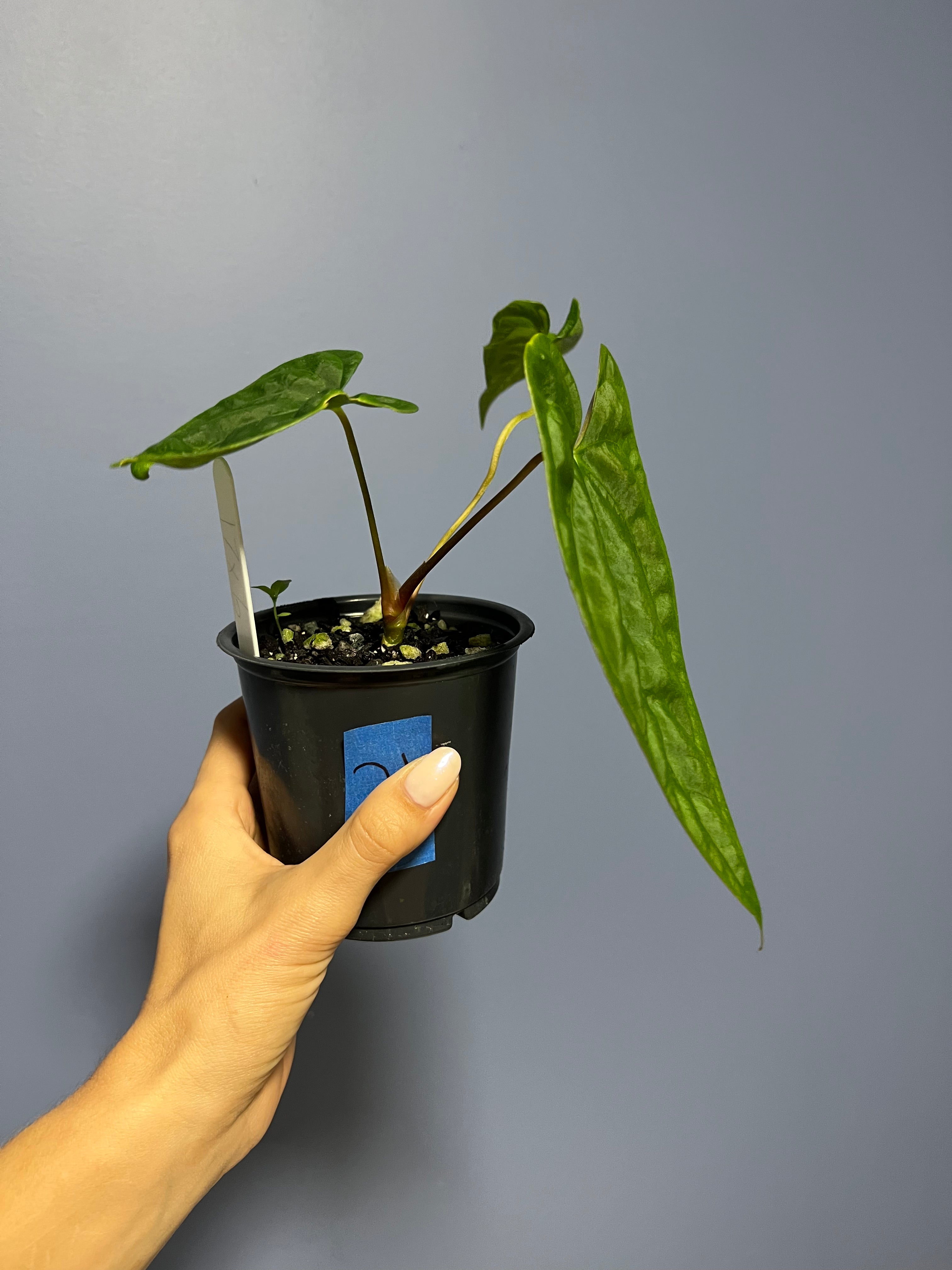 Anthurium Papillilaminum RA17 x RA6