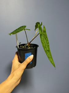Anthurium Papillilaminum RA17 x RA6