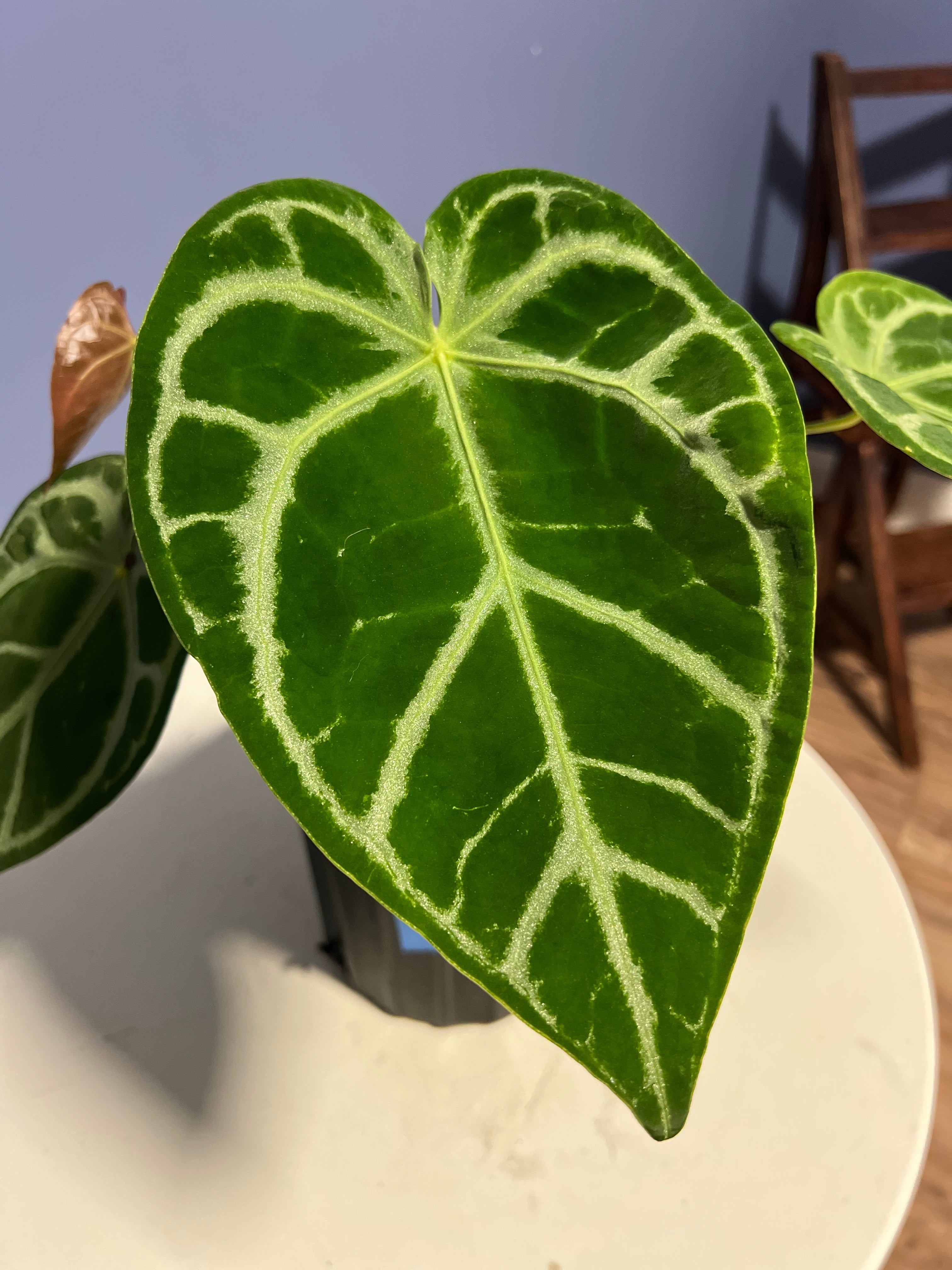 anthurium magnificum x crystallinum silver Anthurium SKG Silver x Crystal Mag – Lauderdale Aroid House