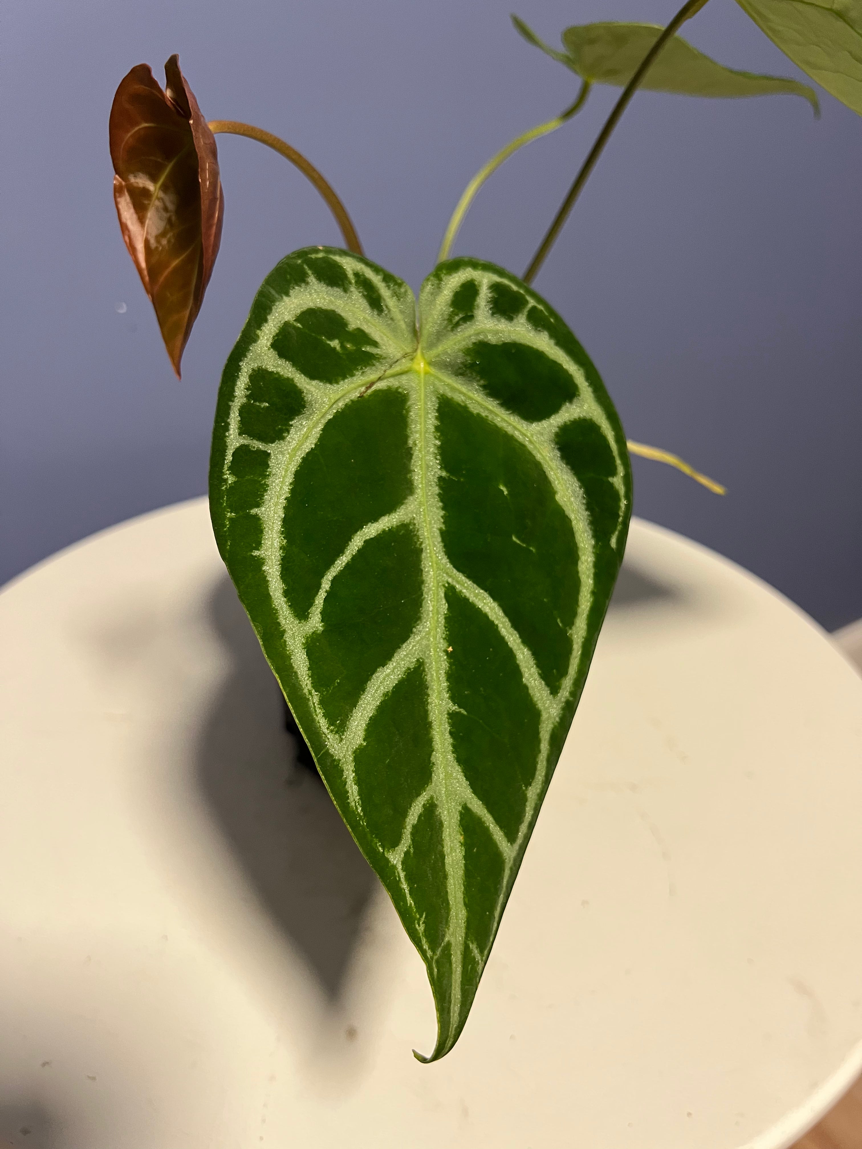 anthurium crystal sky Anthurium SKG Silver x Crystal Mag – Lauderdale Aroid House