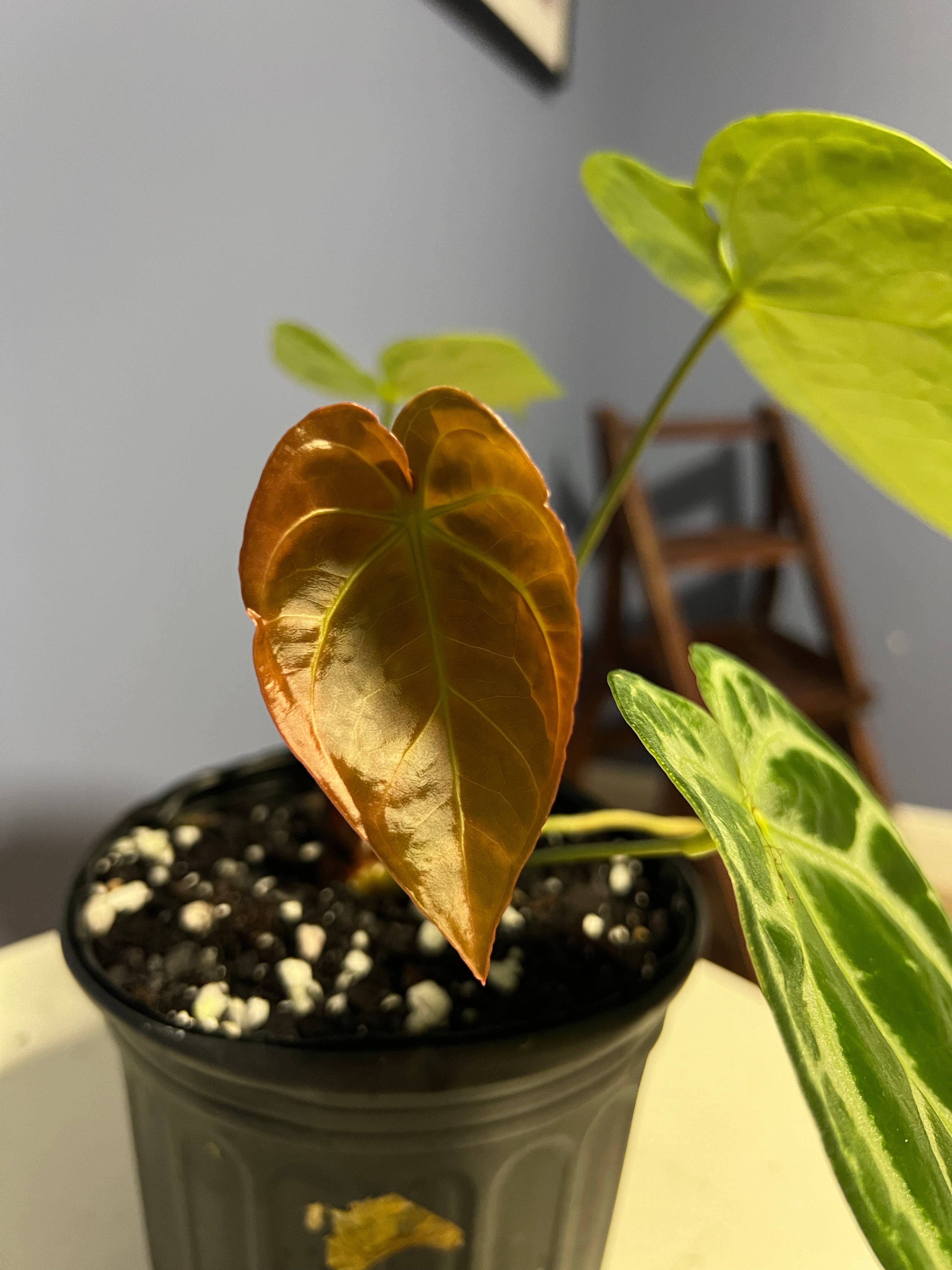 Anthurium SKG Silver x Crystal Mag â Lauderdale Aroid House Anthurium SKG Silver x Crystal Mag â Lauderdale Aroid House