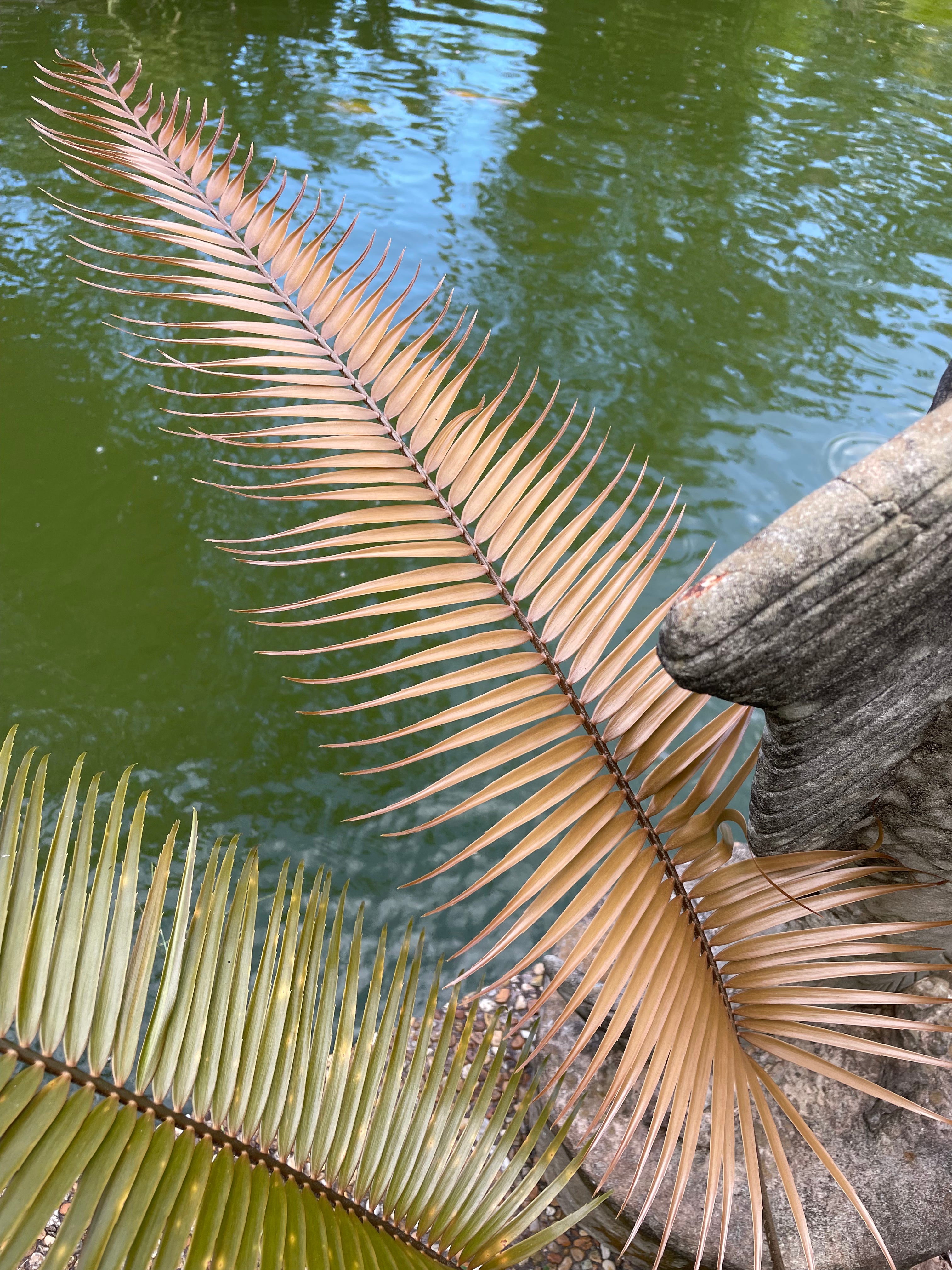 Zamia oriellyi "growers choice"
