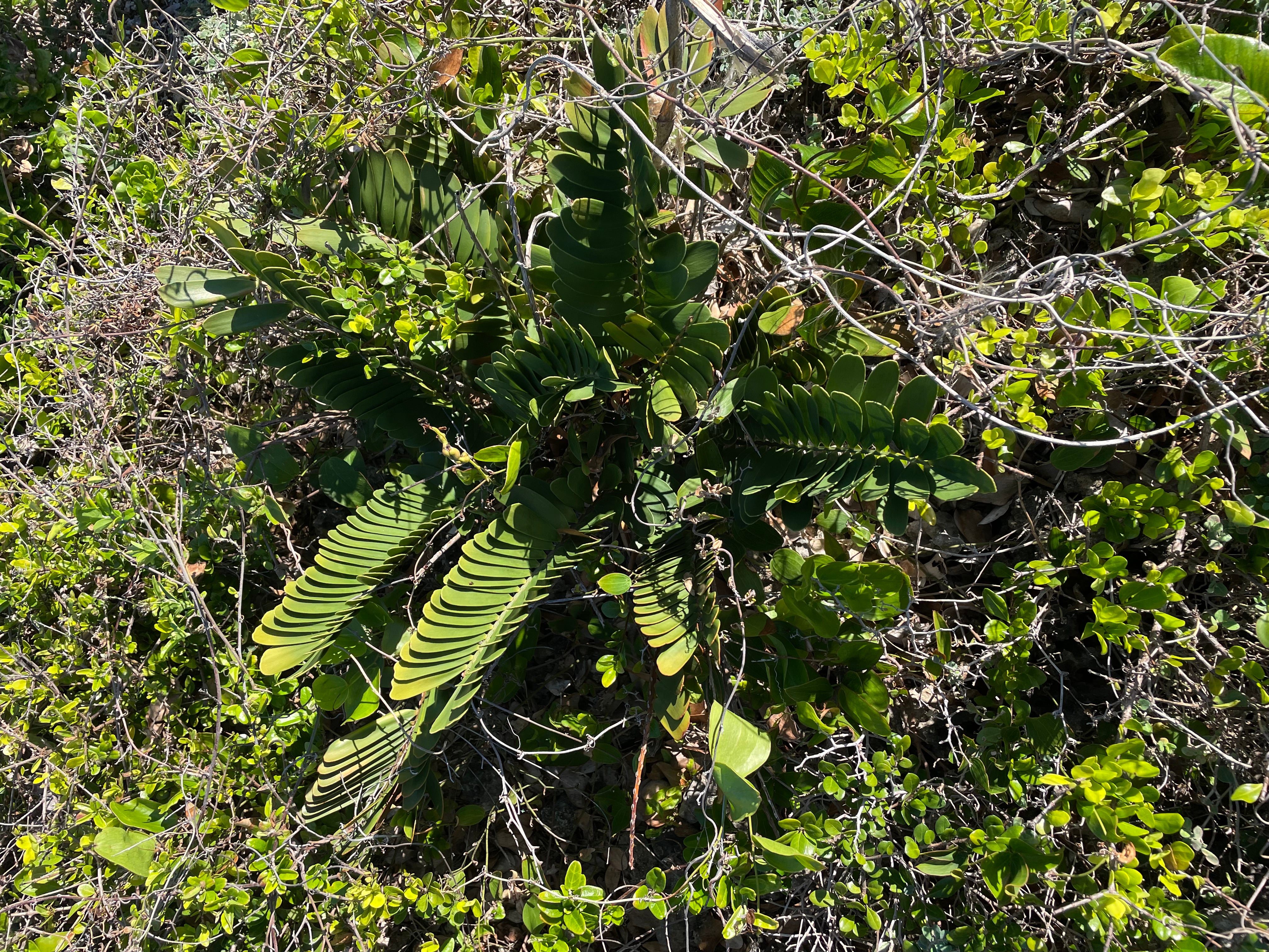 Zamia sp. Abaco "growers choice"