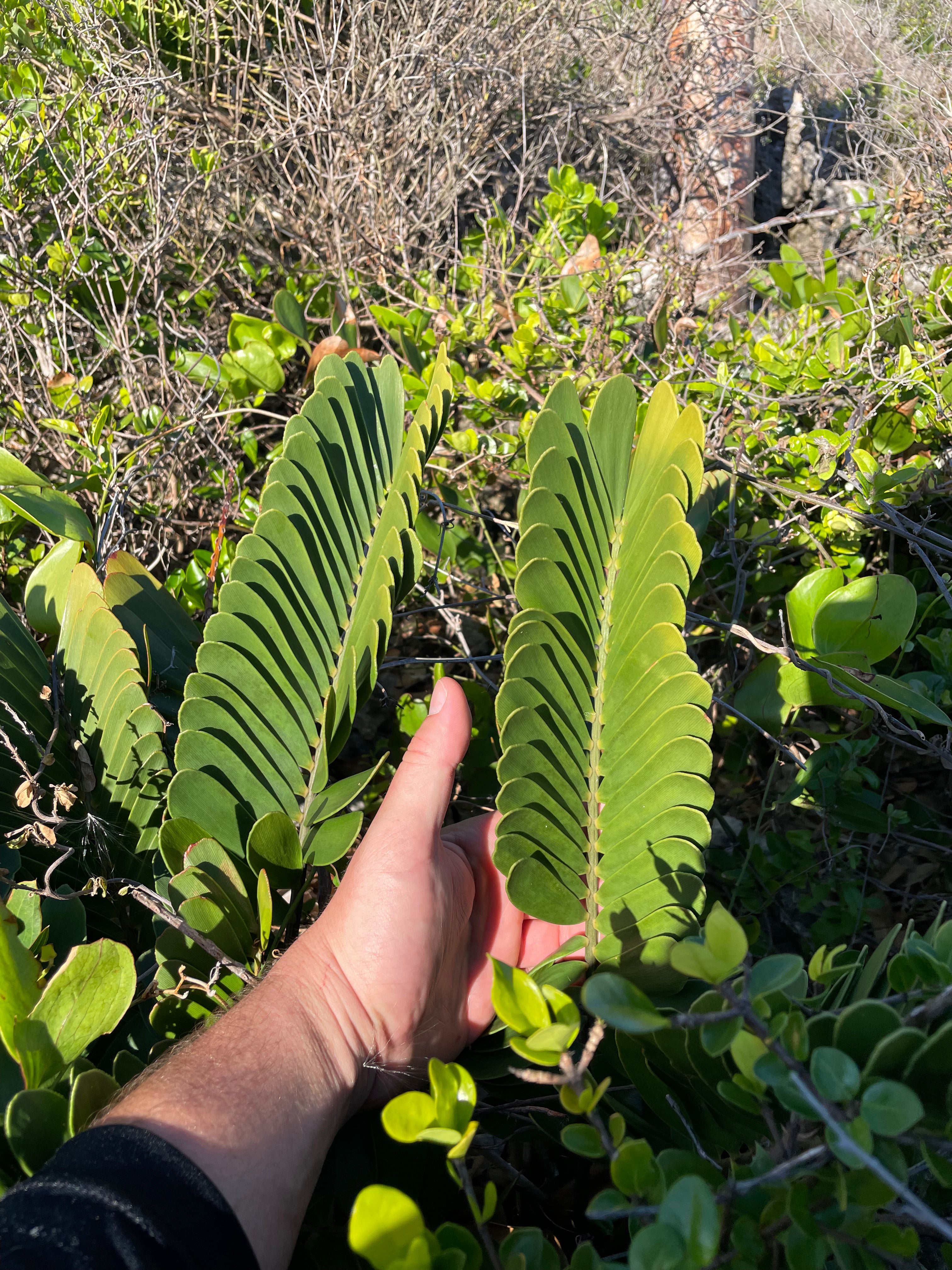 Zamia sp. Abaco "growers choice"