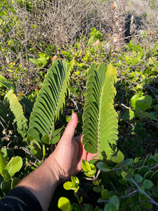 Zamia sp. Abaco "growers choice"