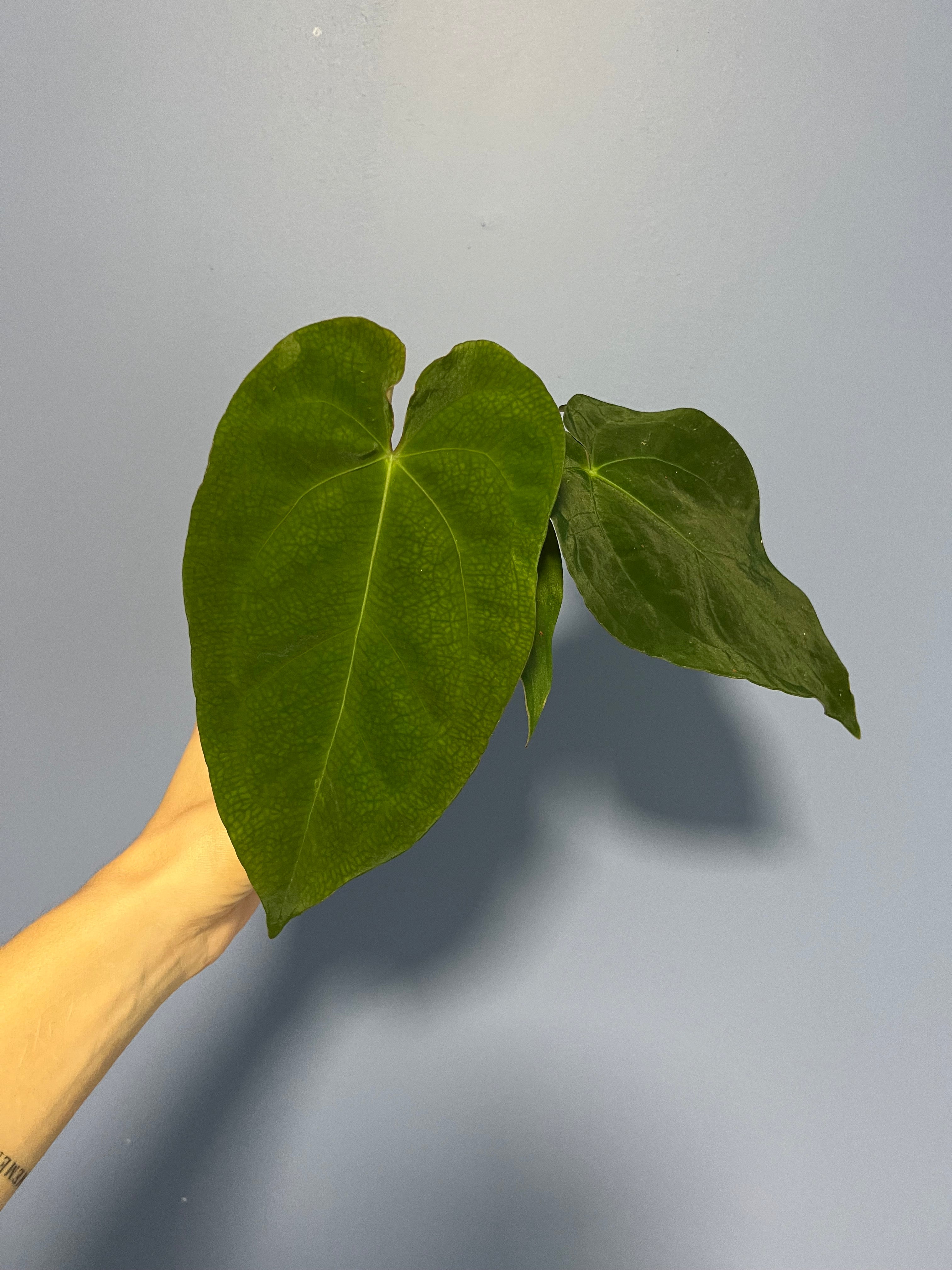 Anthurium Papillilaminum RA2 x Forgetii